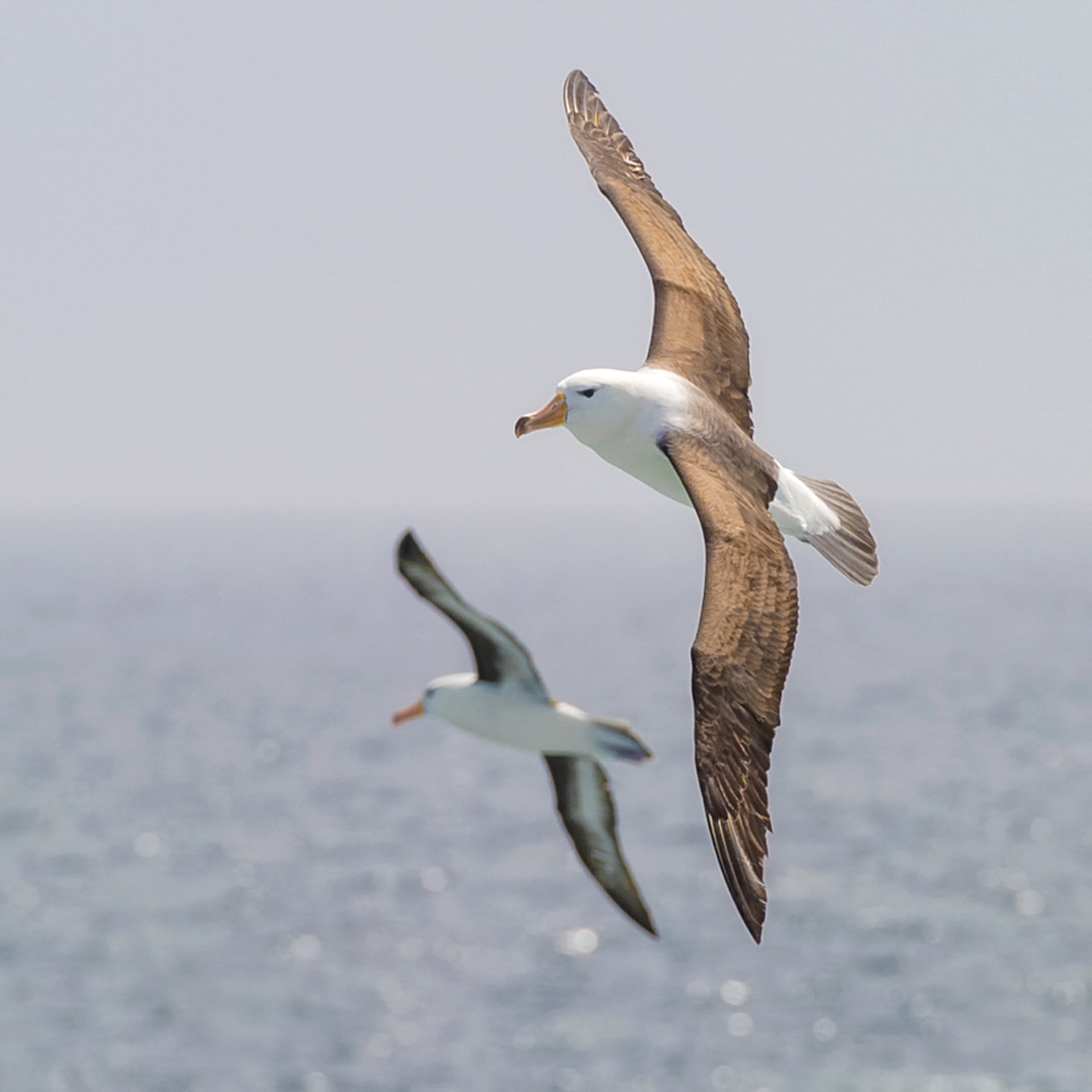 albatross