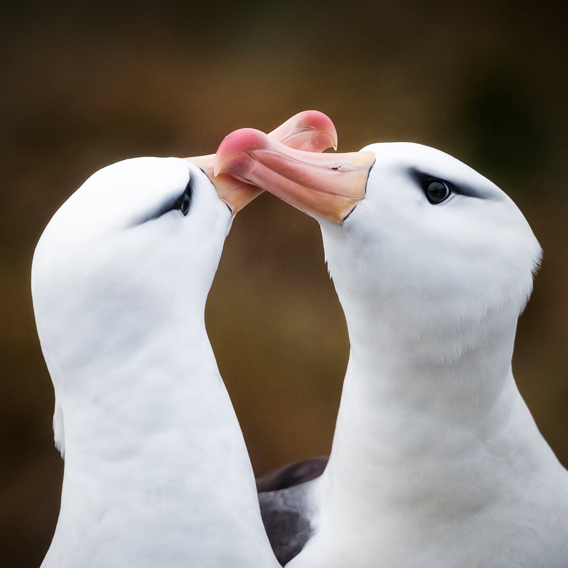 Black browed albatross