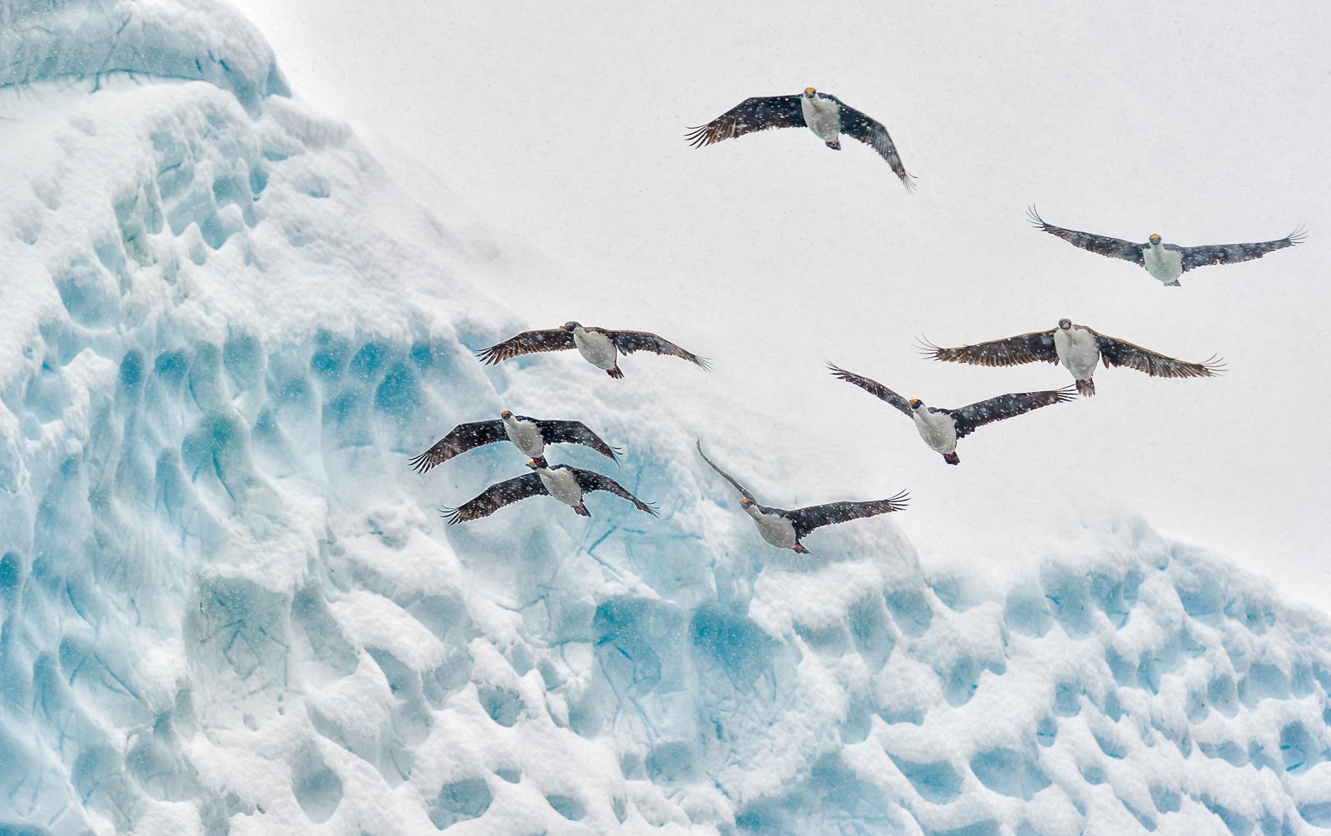 King cormorant aka blye-eyed shags in Antarctica