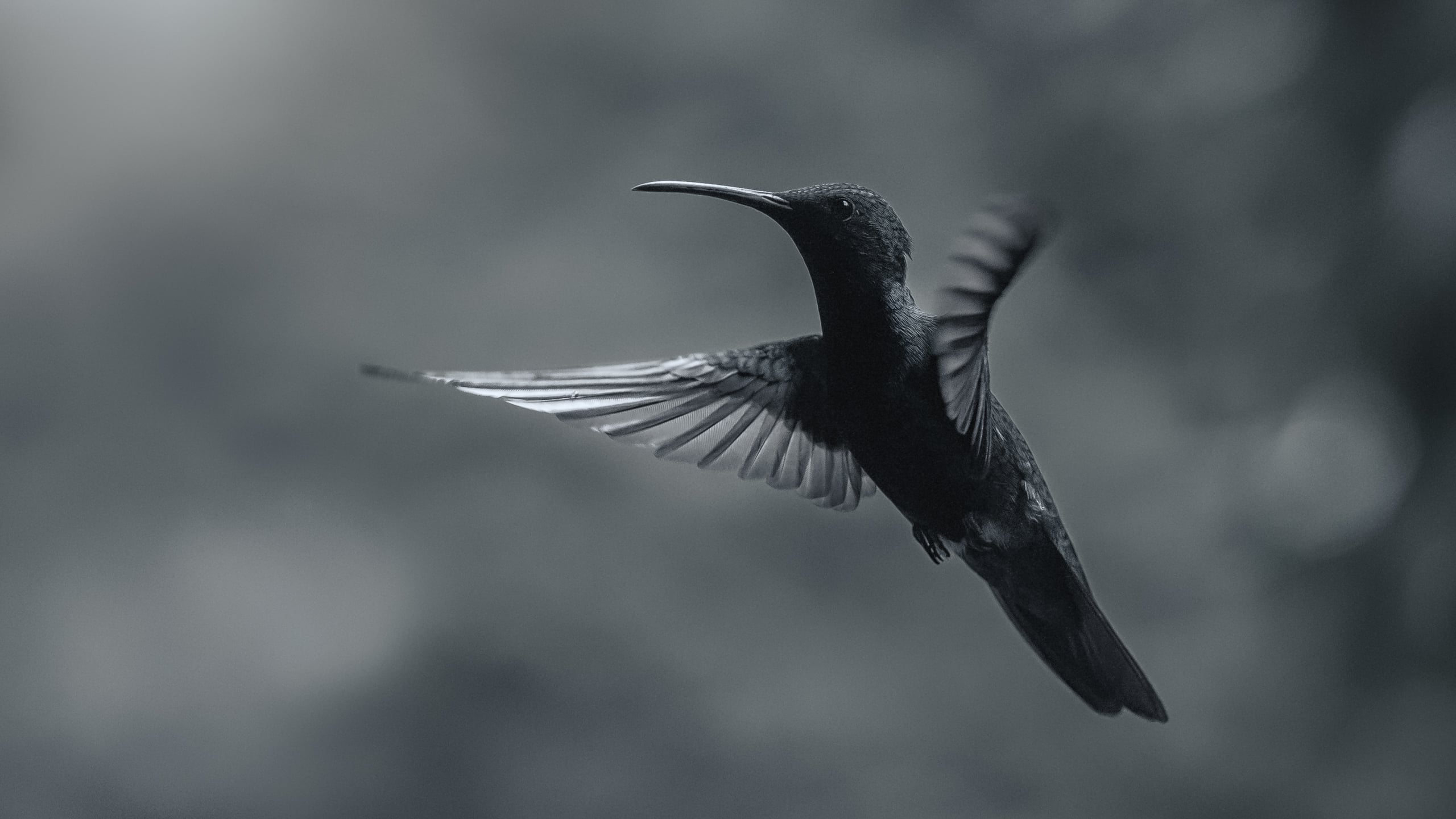 Black-throathed Mango