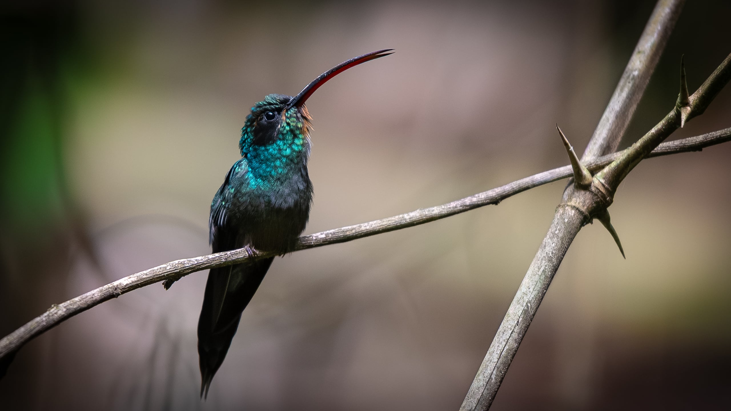 Green hermit (Colombia)