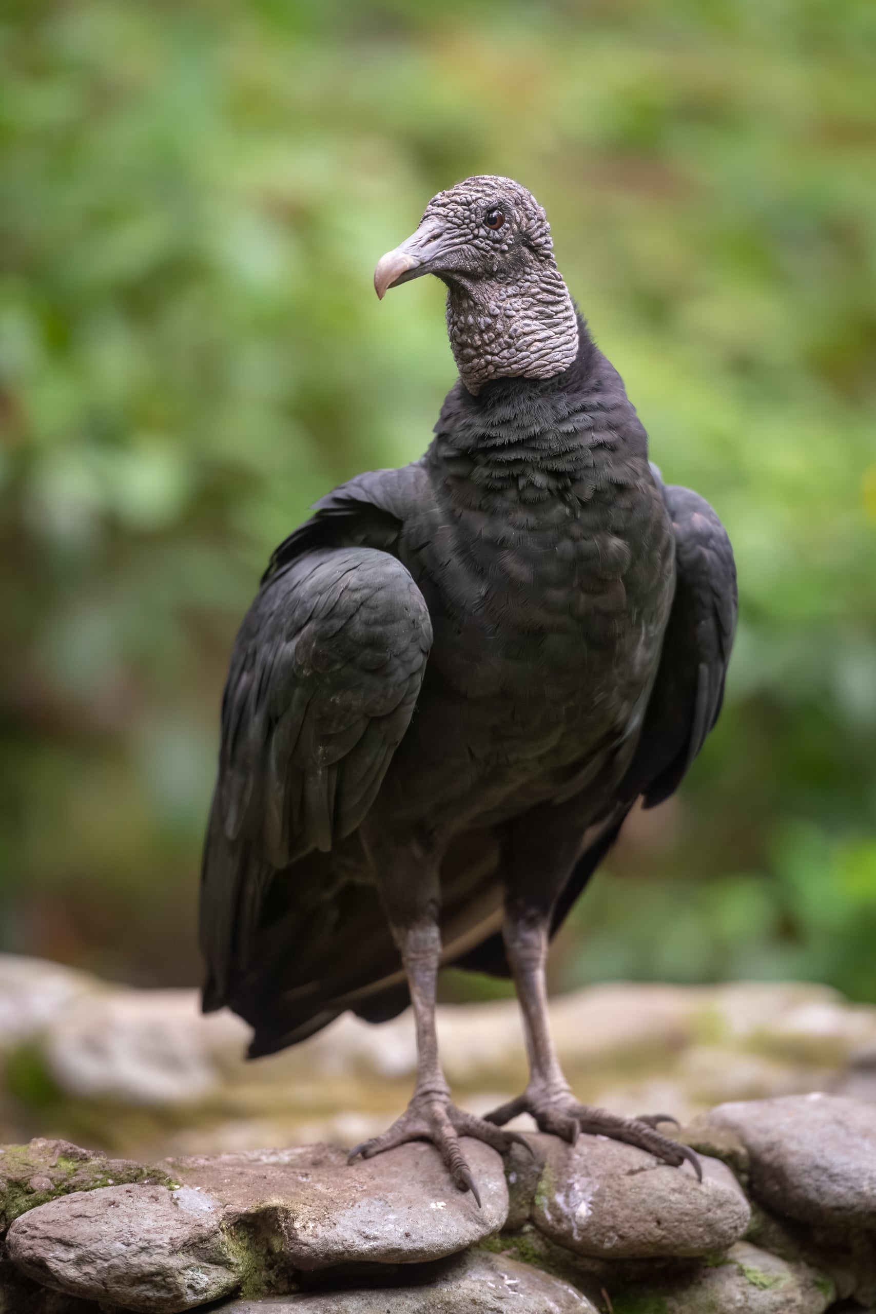 American black vulture (Colombia)