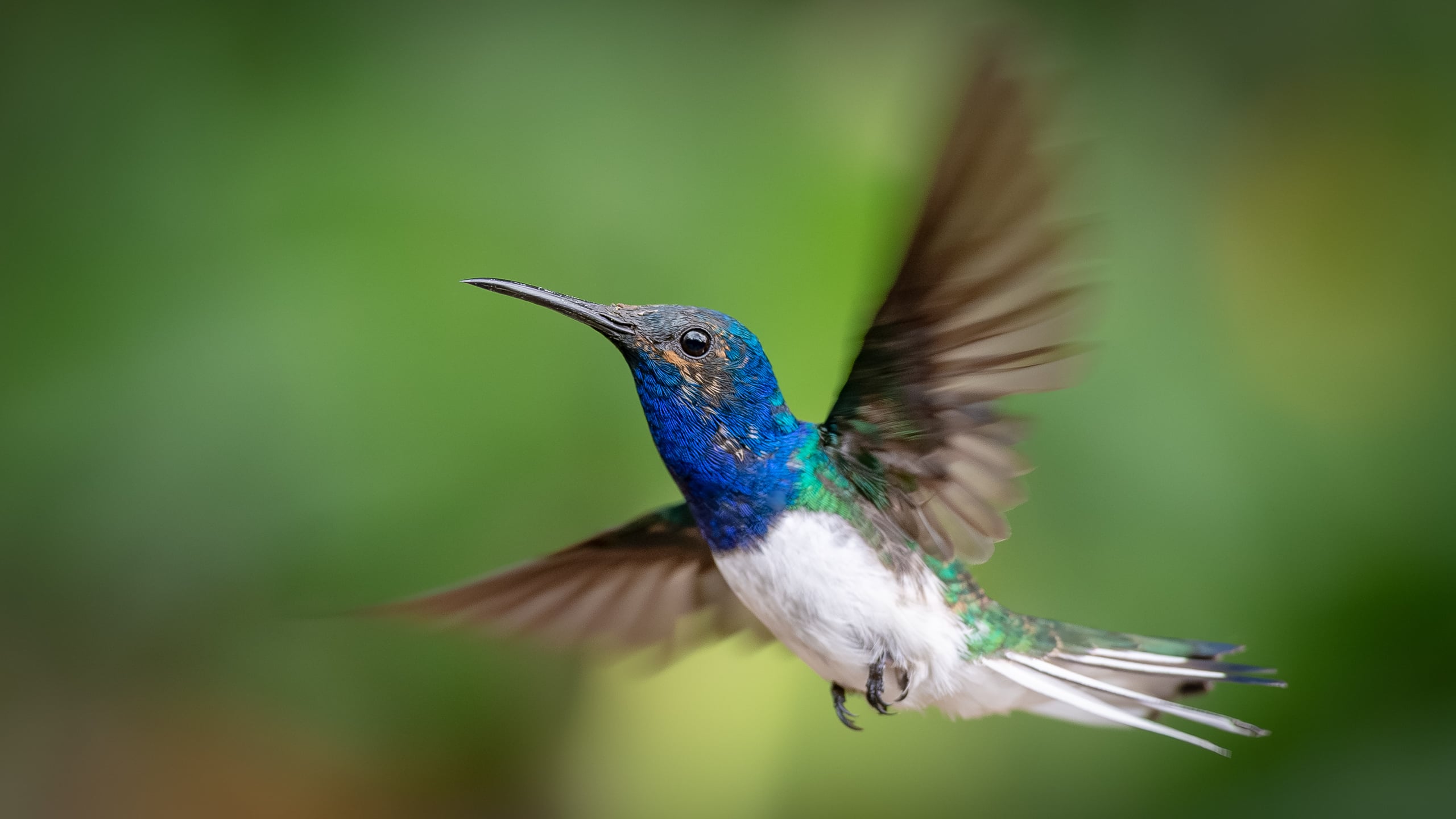 White-necked Jacobin (Colombia)
