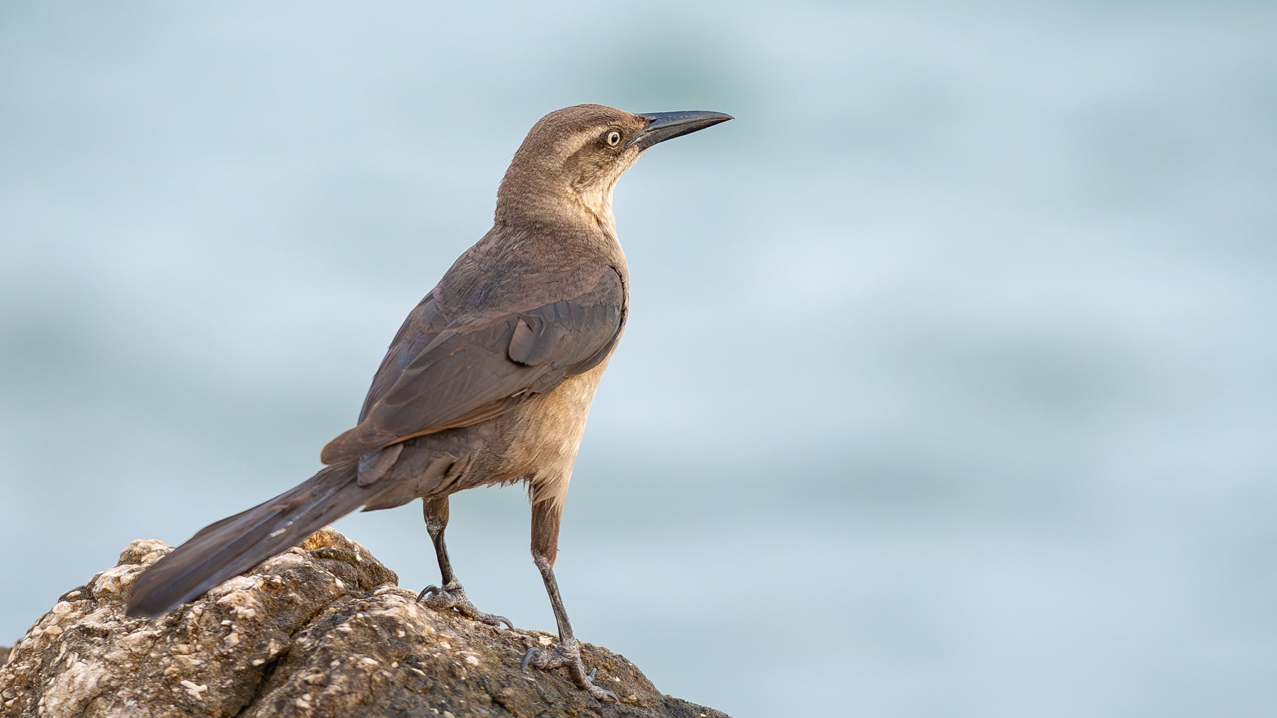 Great-tailed grackle (Colombia)