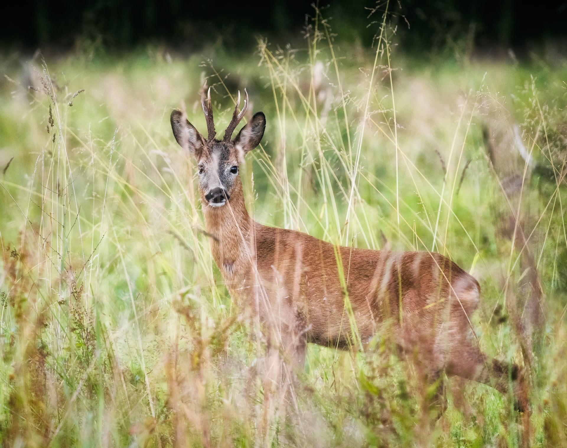 A very handsome roe buck passes by.