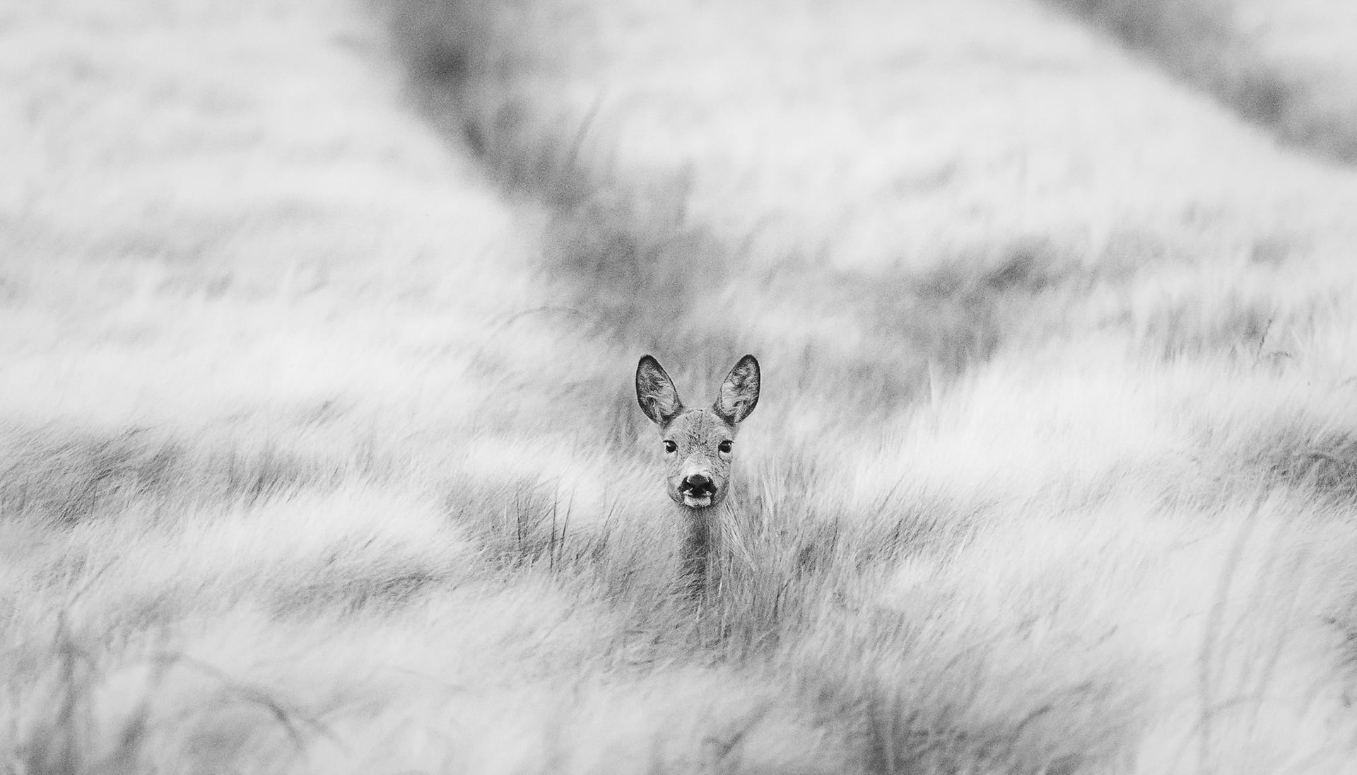 A pretty roe doe.