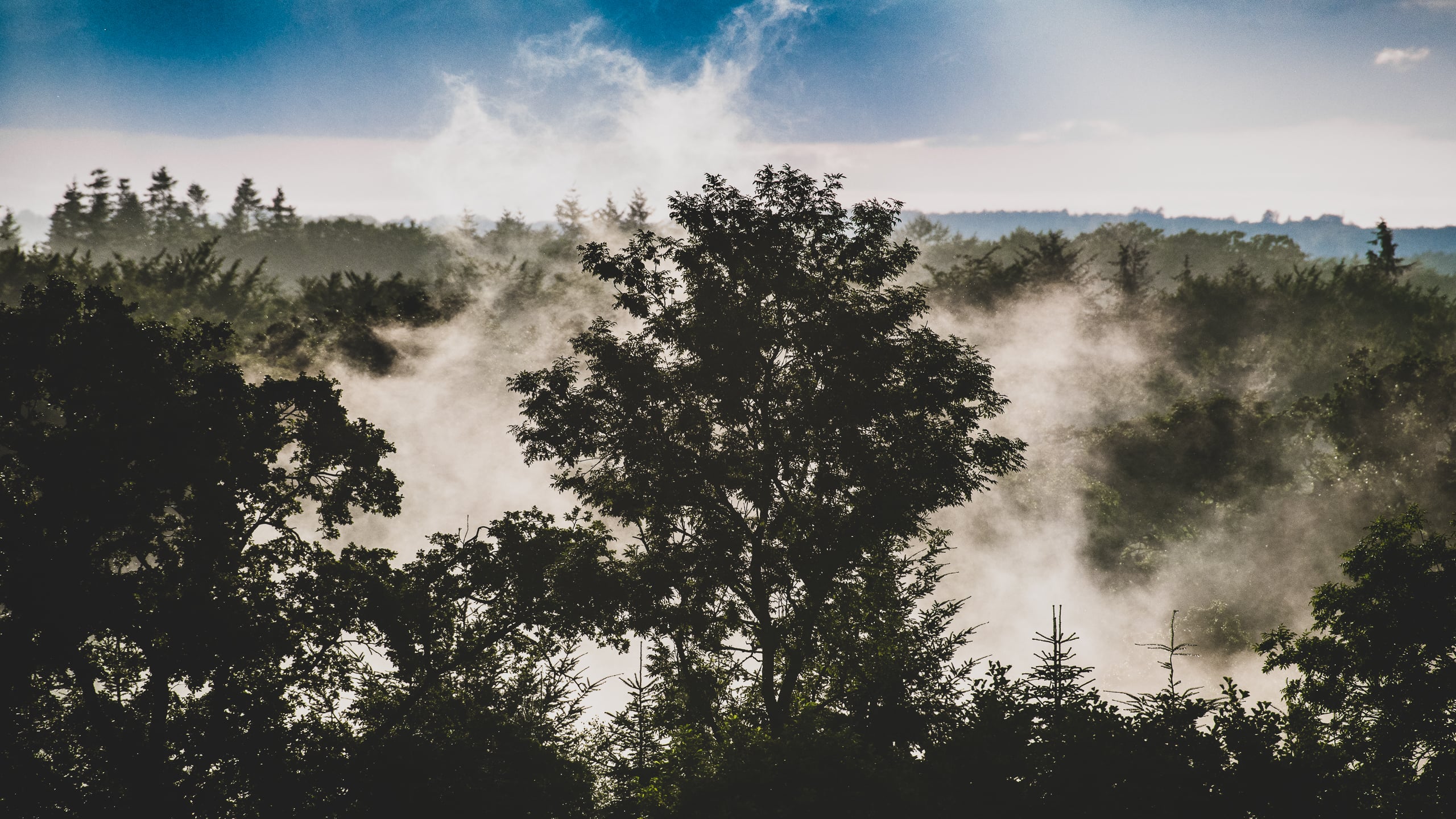 Mist rises in the forest after a heavy rainfall.