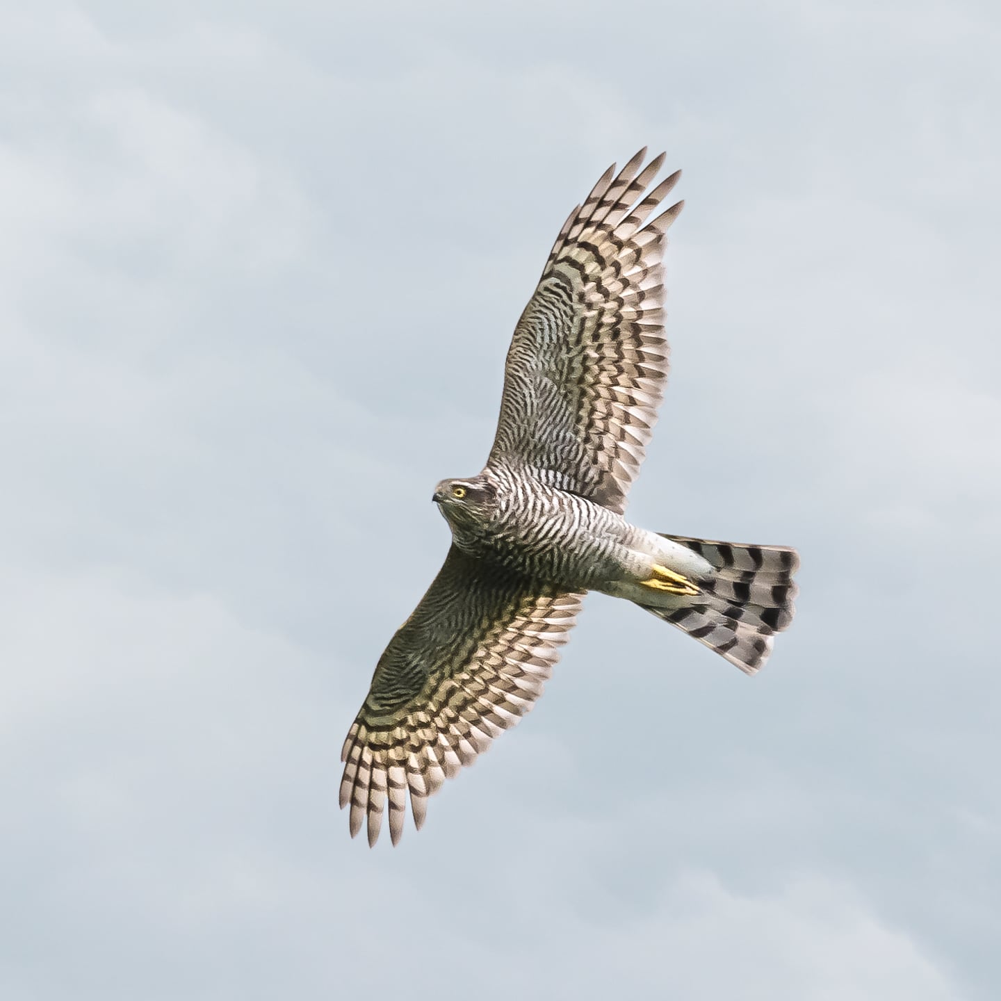 An intense sparrowhawk.