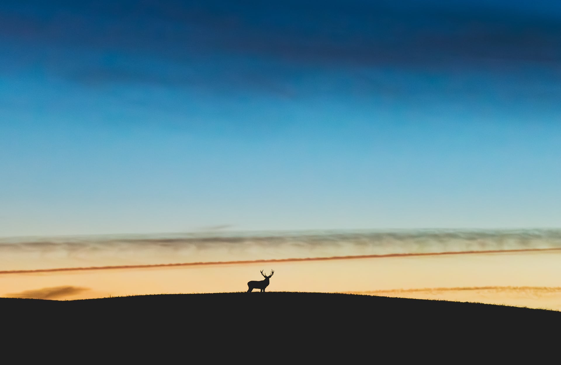 A red deer seems to be waiting for me this nice evening.