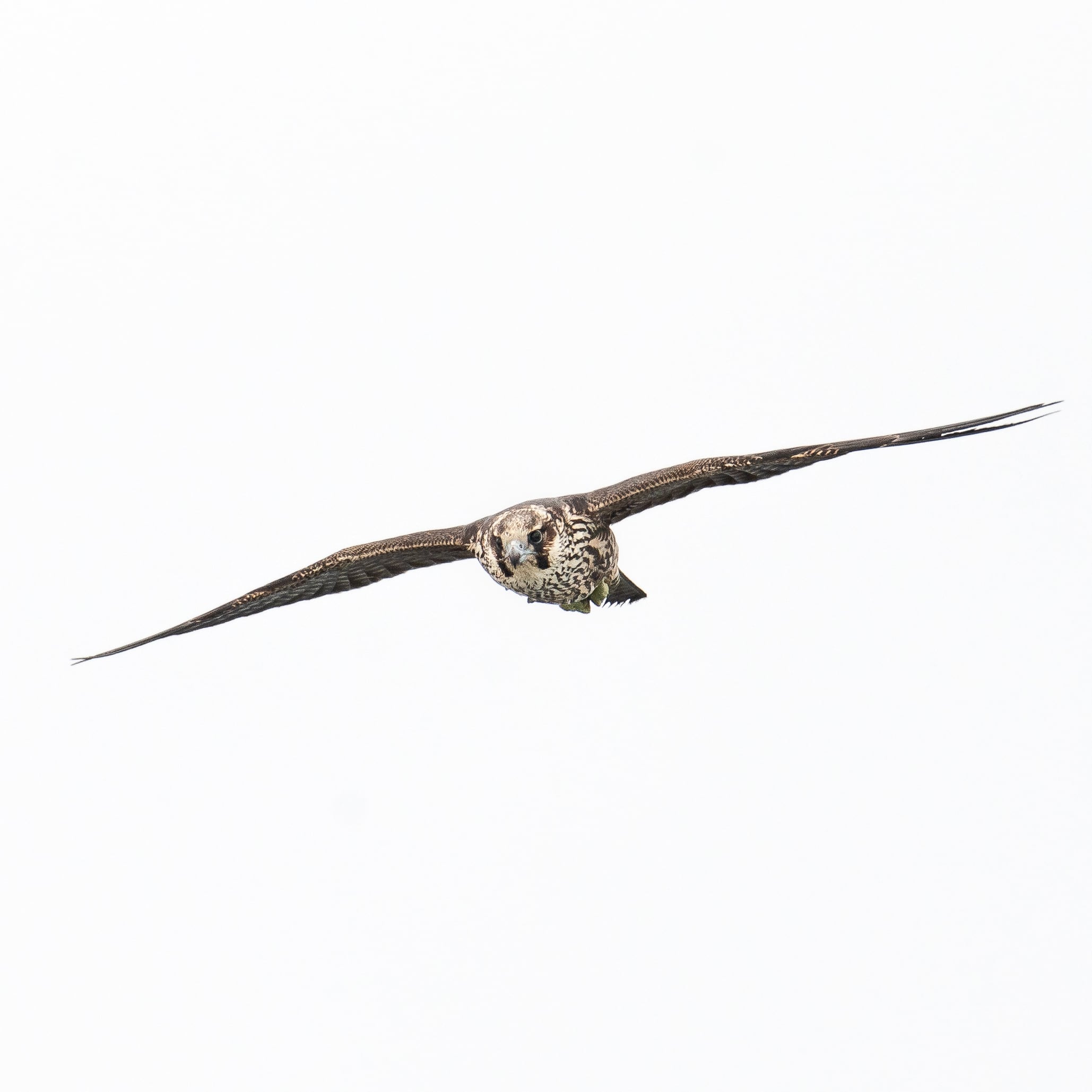 Peregrine Falcon