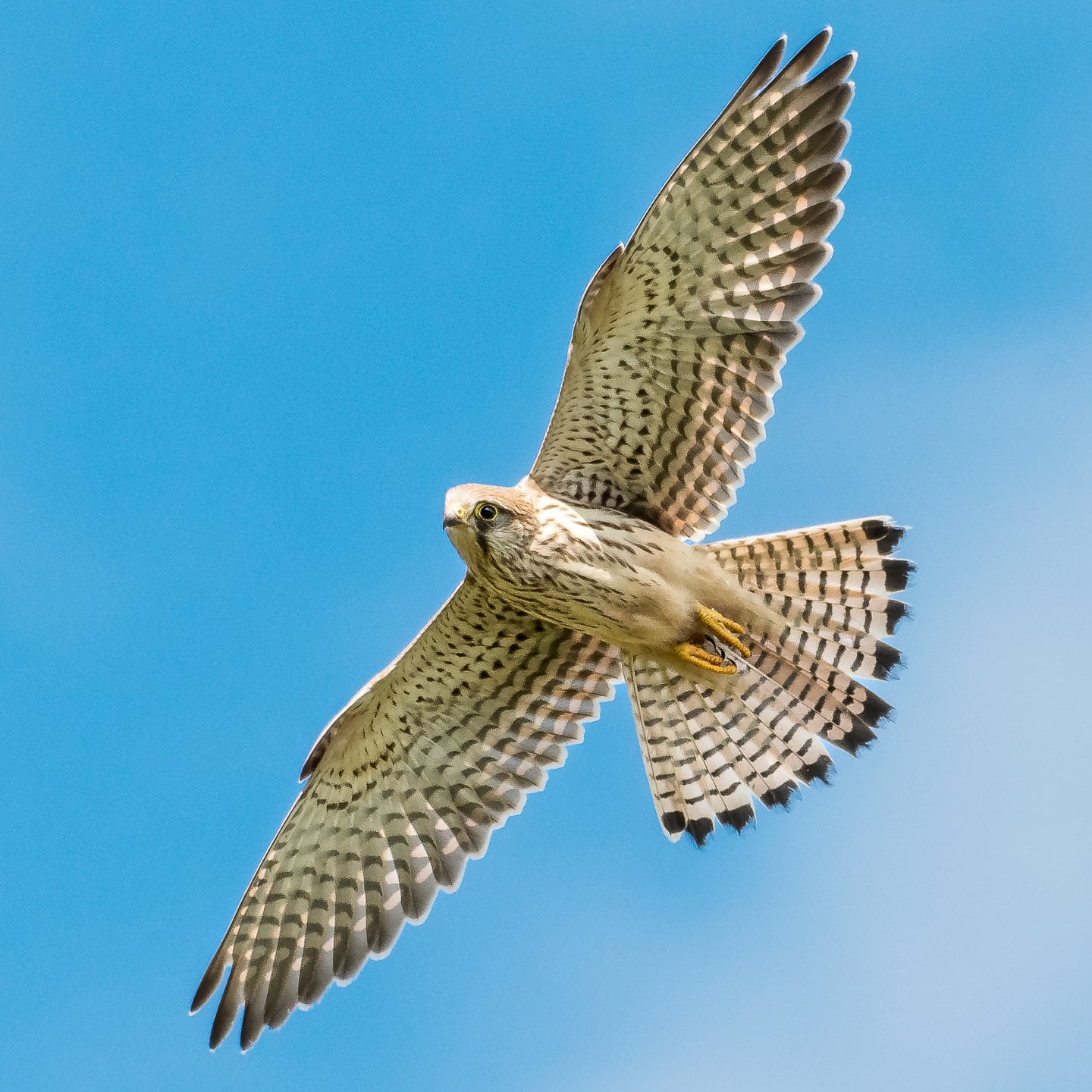 A common kestrel keeping an eye on me.