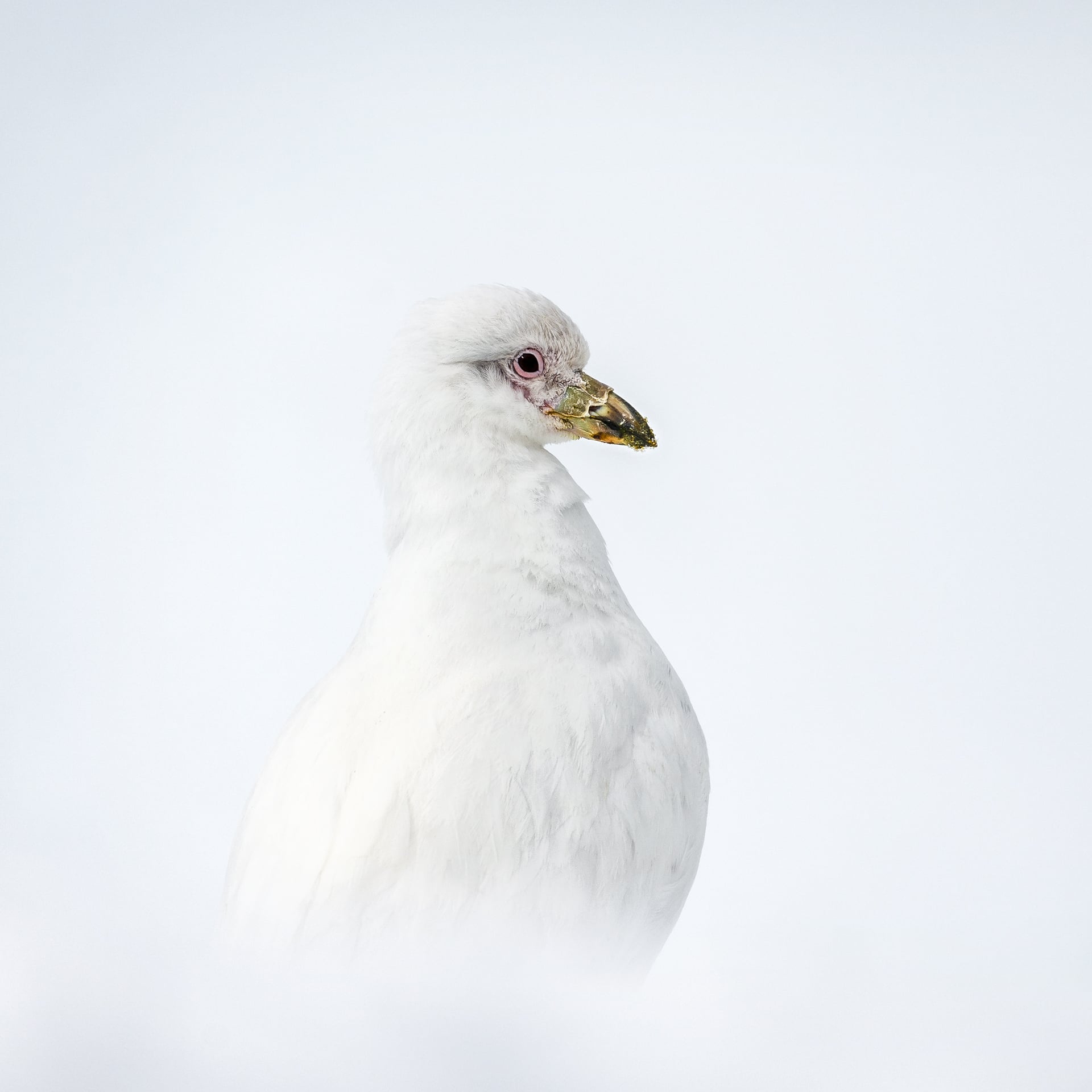 Snowy sheathbill in Antarctica