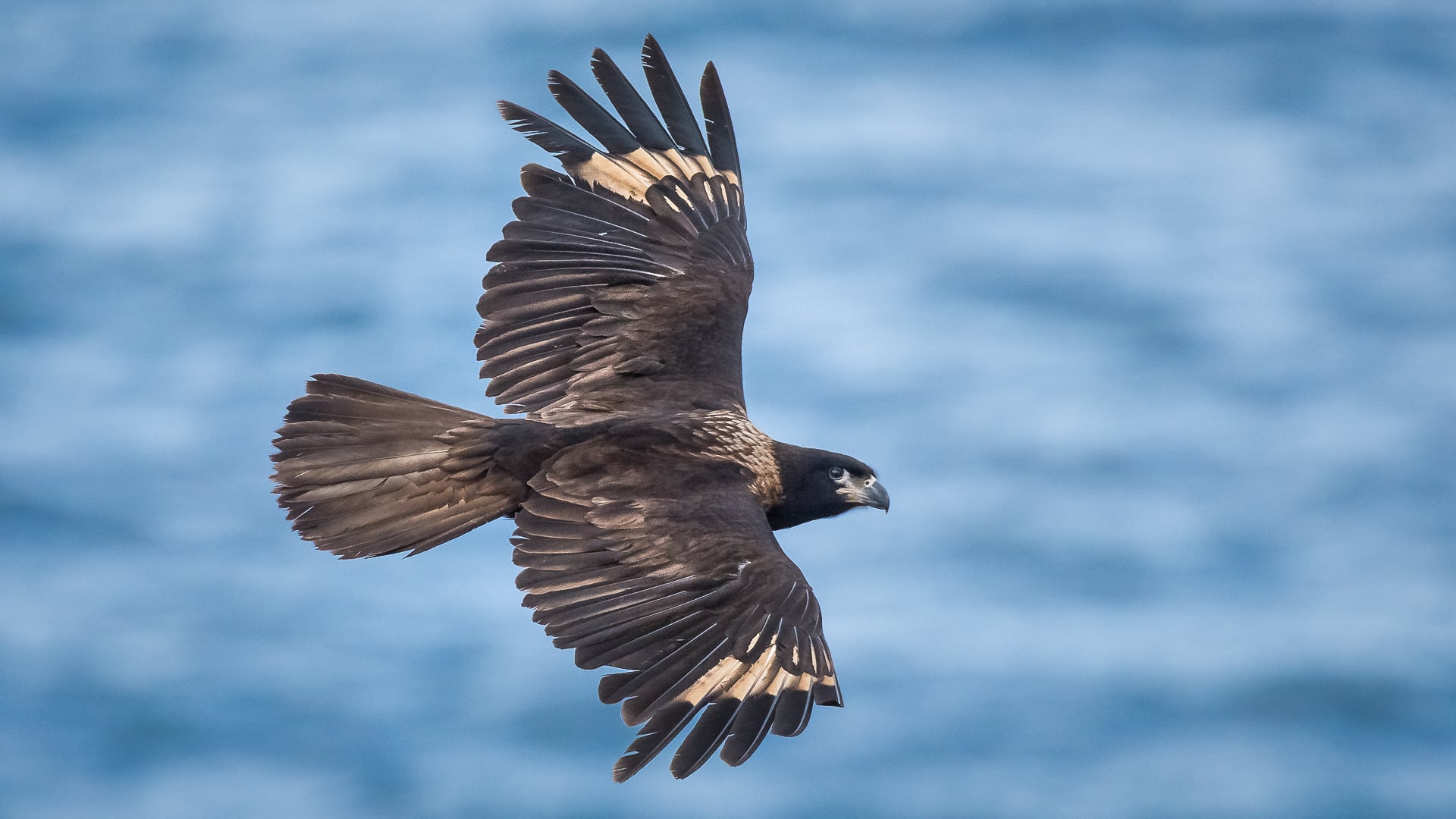 Striated caracara (Cape Horn, Chile)
