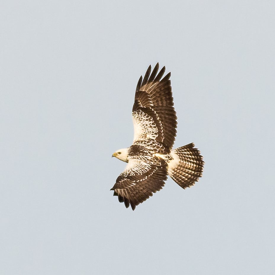 A beautiful common buzzard.