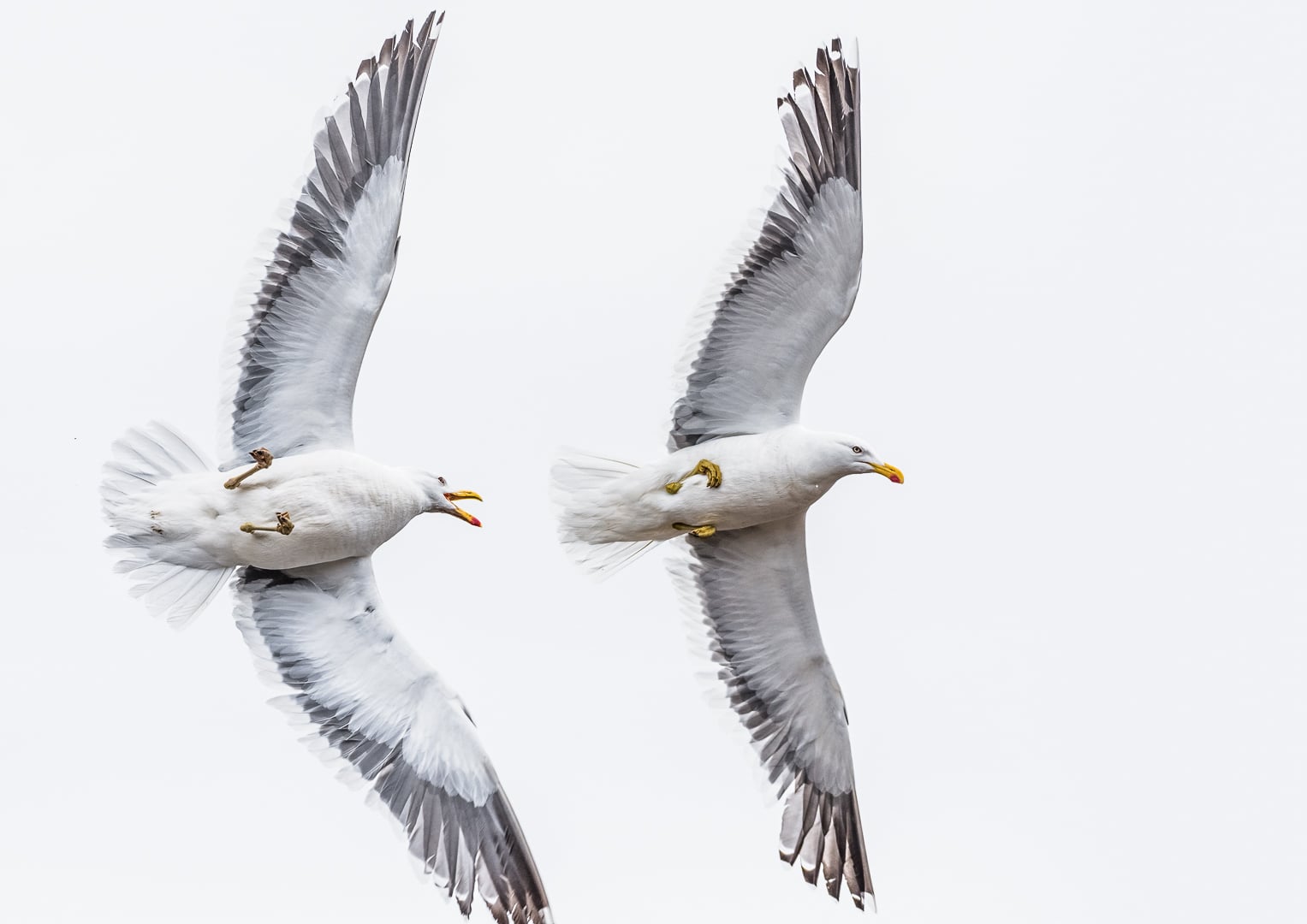 Kelp gulls in Antarctica