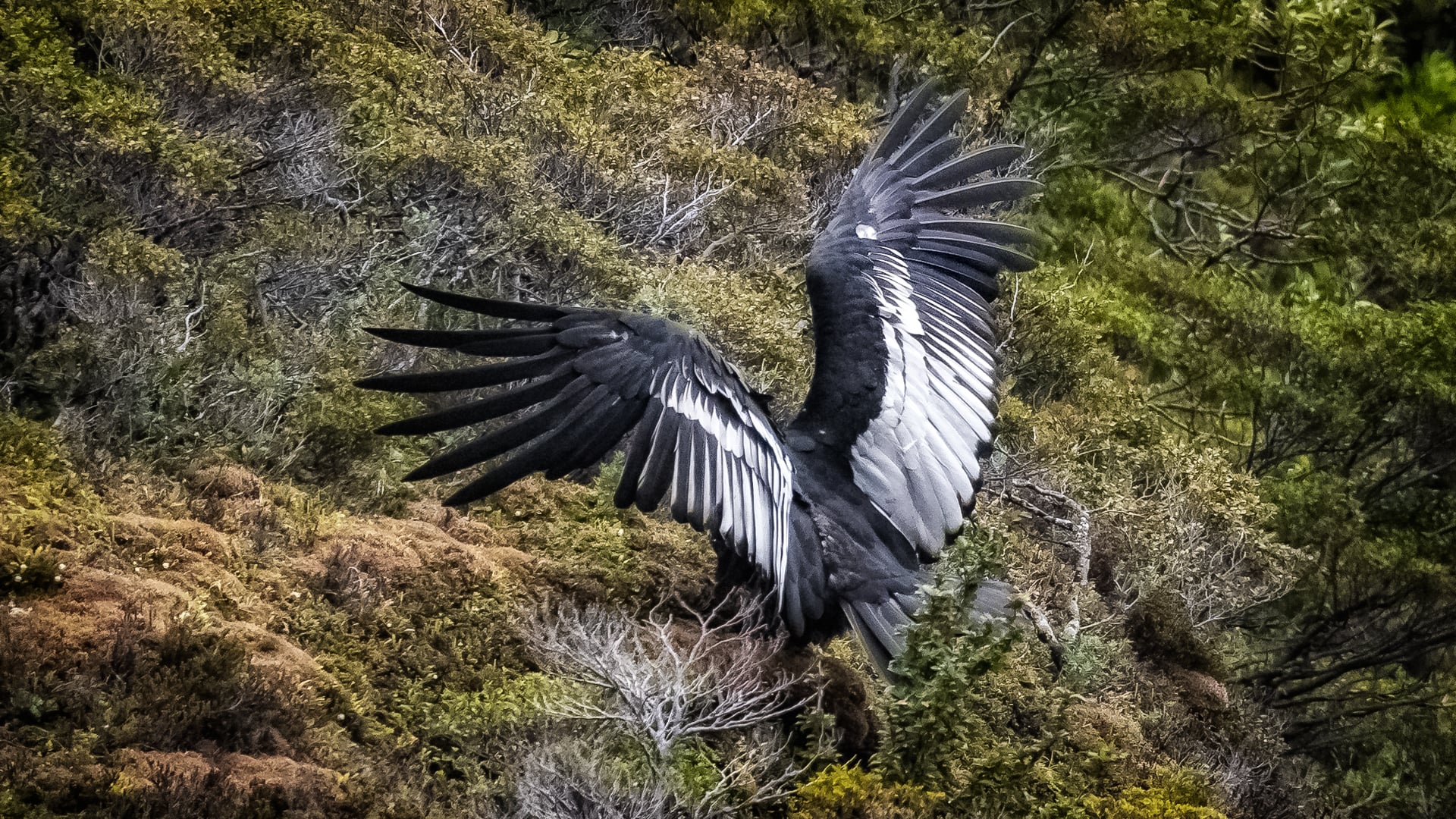 Andean condor (Tierra Del Fuego, Chile)