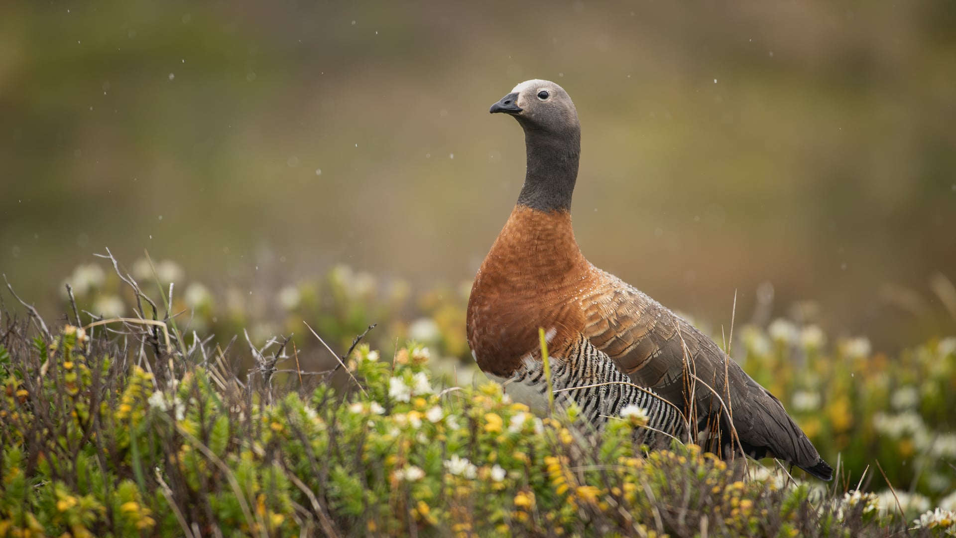 Ashy-headed goose (Cape Horn, Chile)