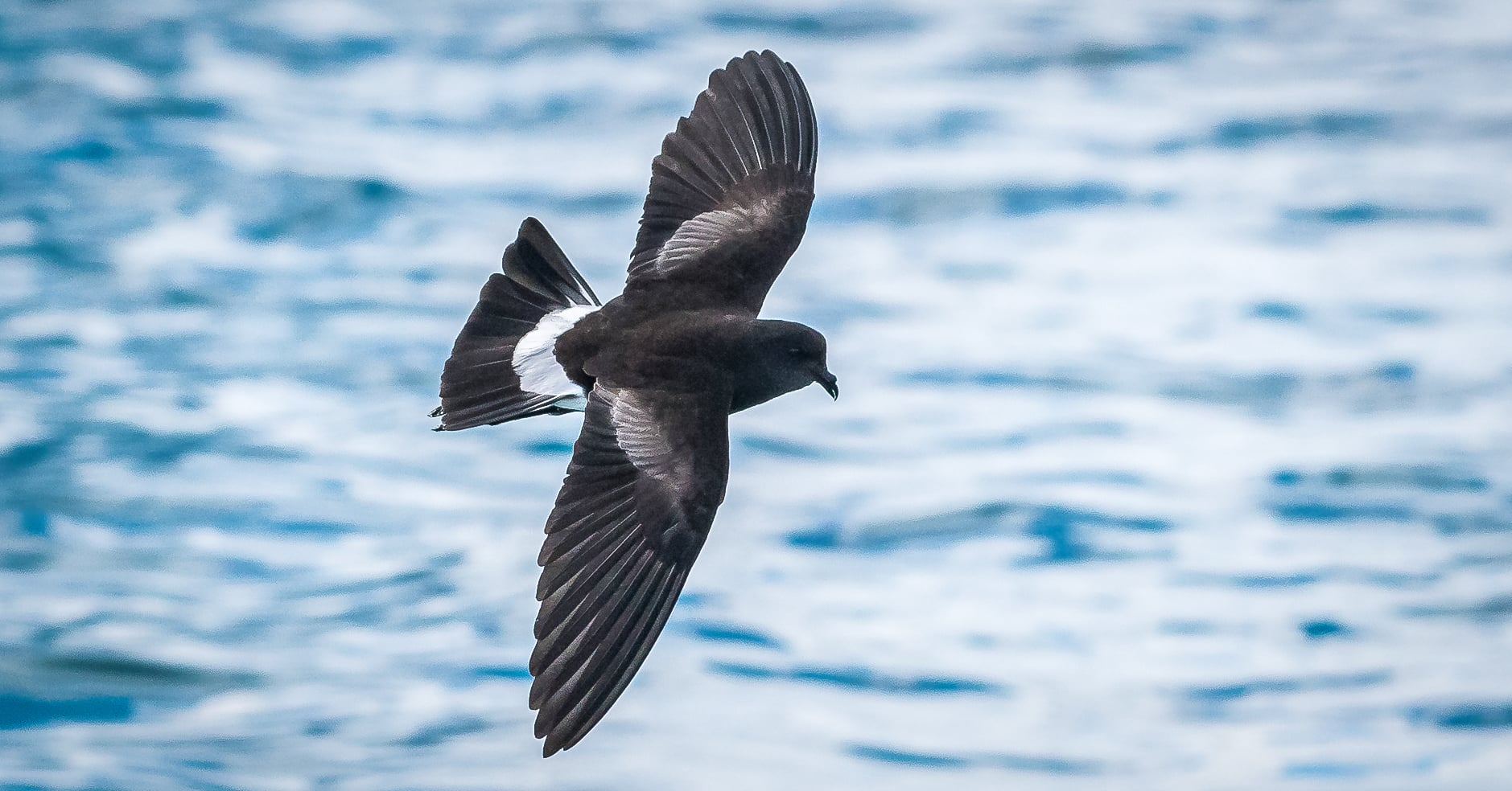 Wilson's storm petrel is usually easiest to photograph while "walking on the water" but here it's in flight.