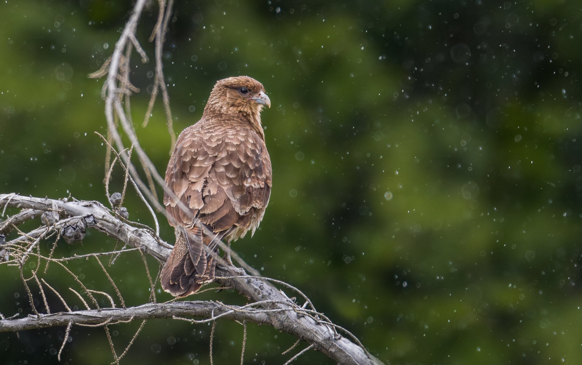 Chimango caracara (Tierra Del Fuego, Chile)