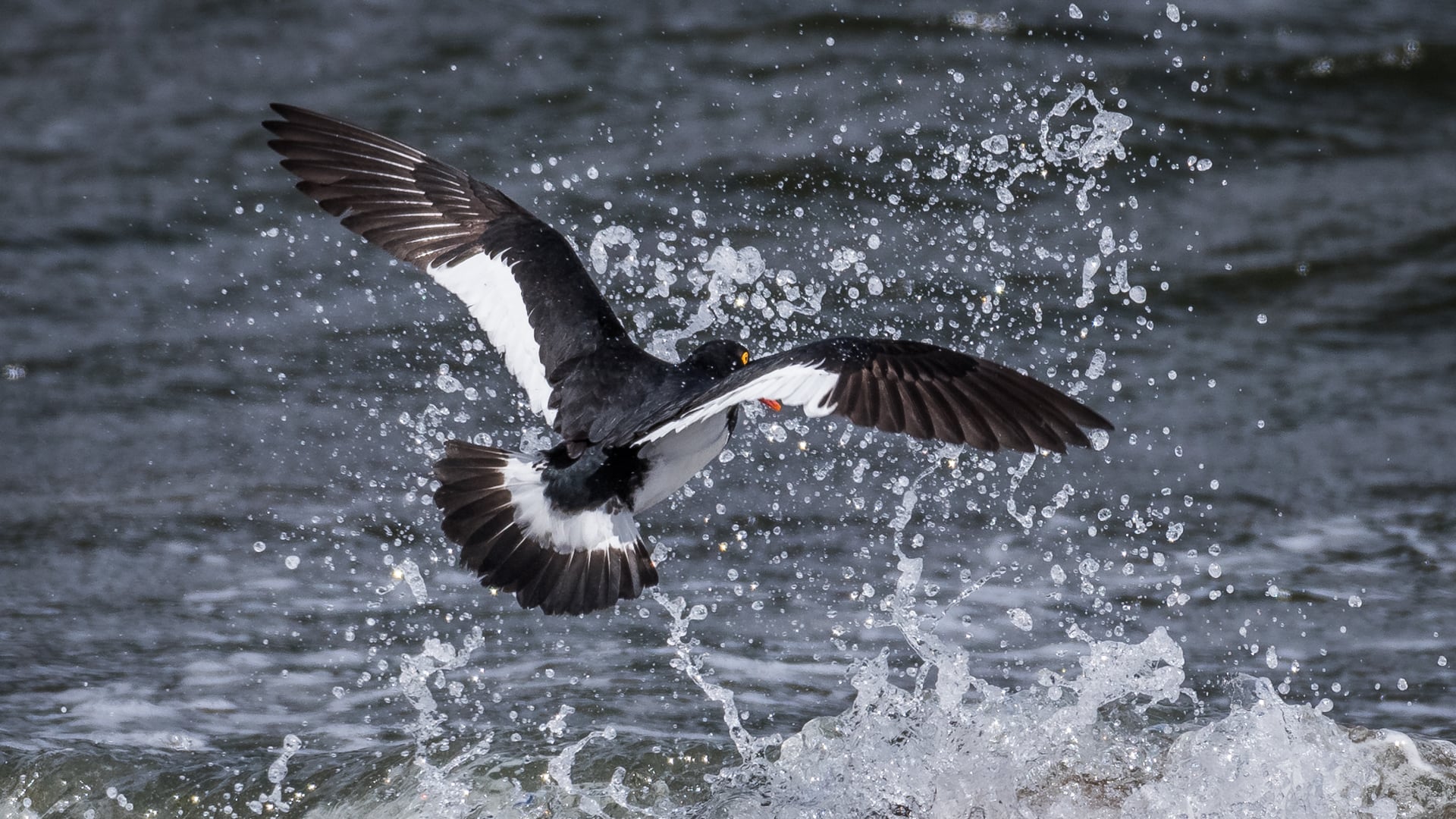 Oyster catcher (Tierra Del Fuego, Chile)