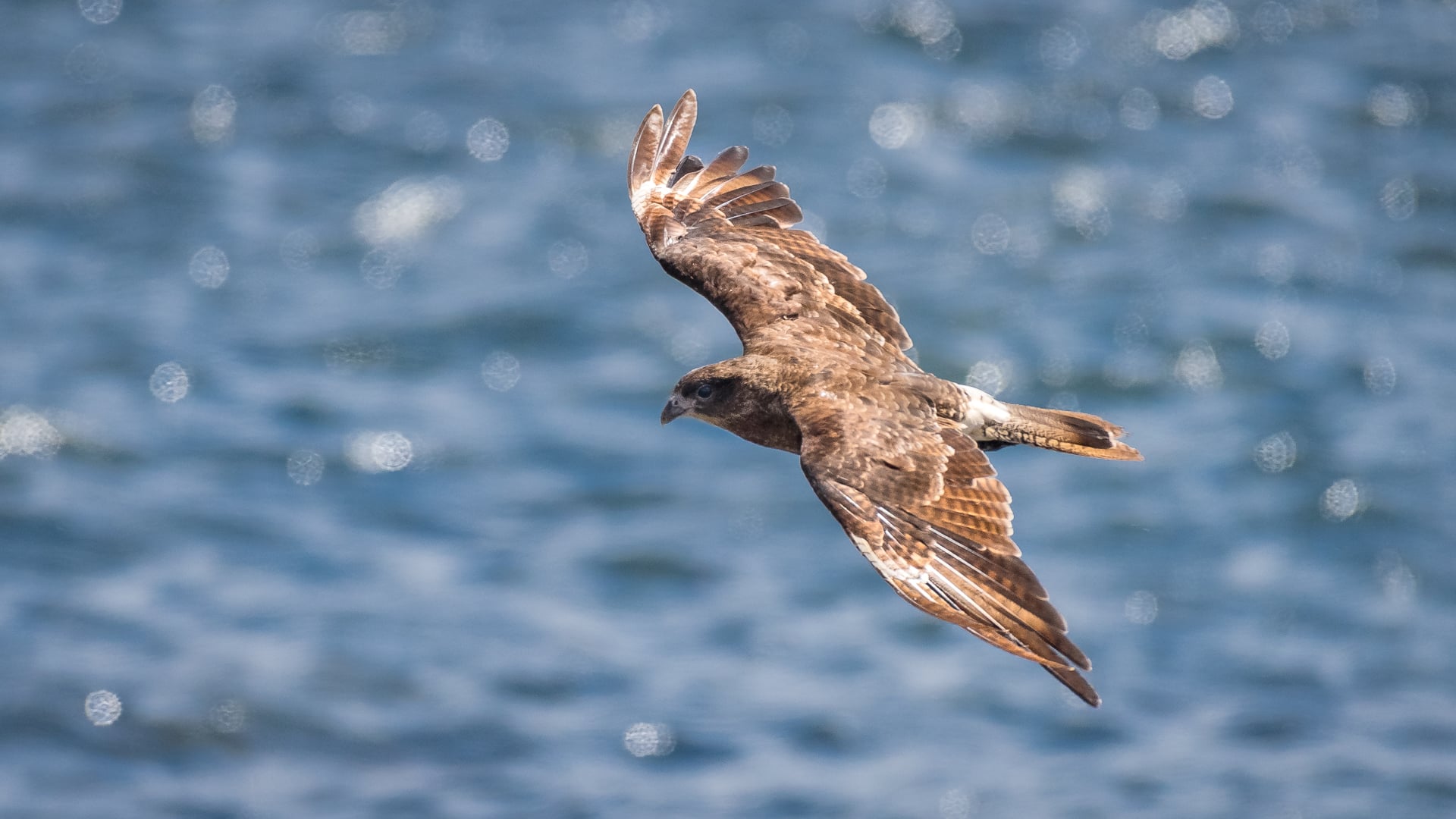 Chimango caracara (Tierra Del Fuego, Chile)