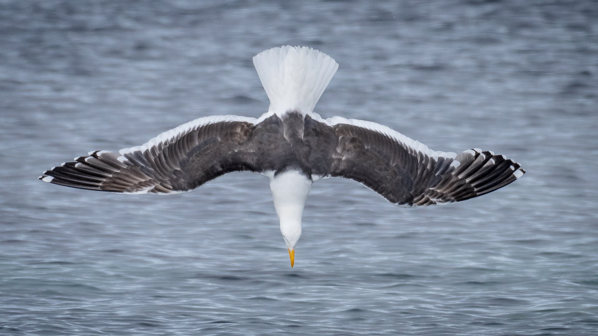 Diving kelp gull in Antarctica