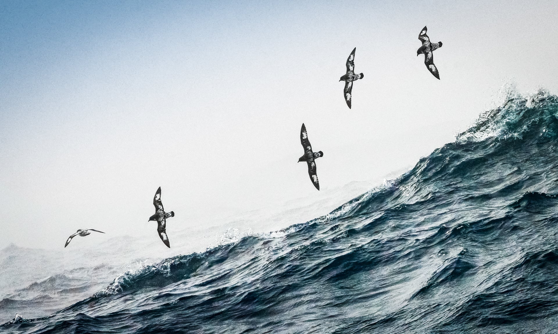 Cape petrels in flight over the Drake passage