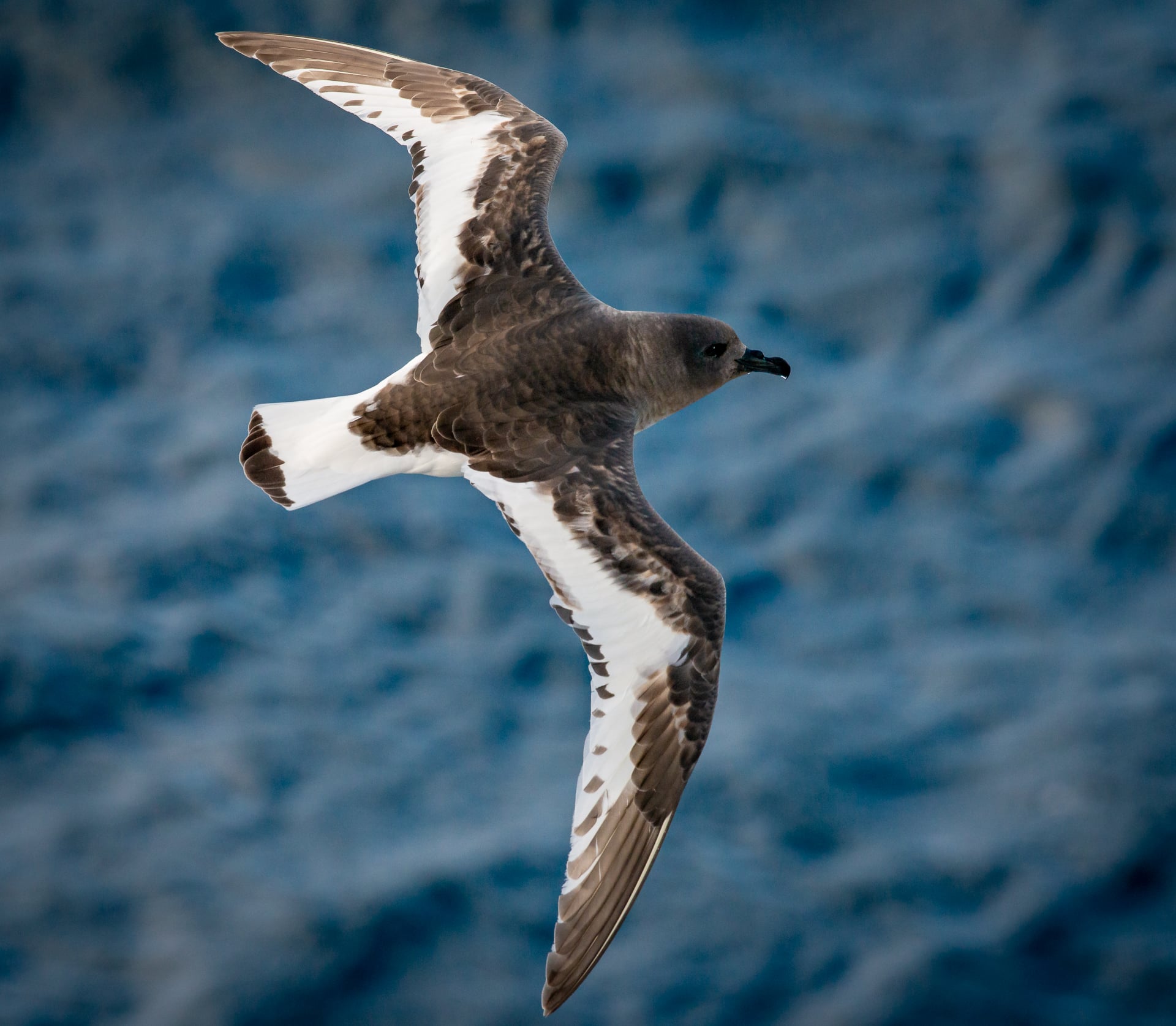 Antarctic petrel in Antarctica