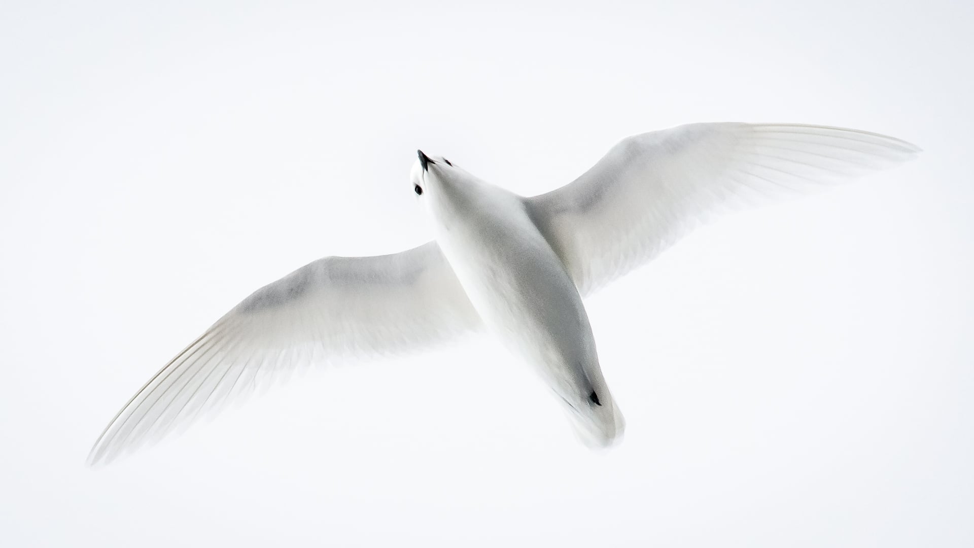 Snow petrel in Antarctica