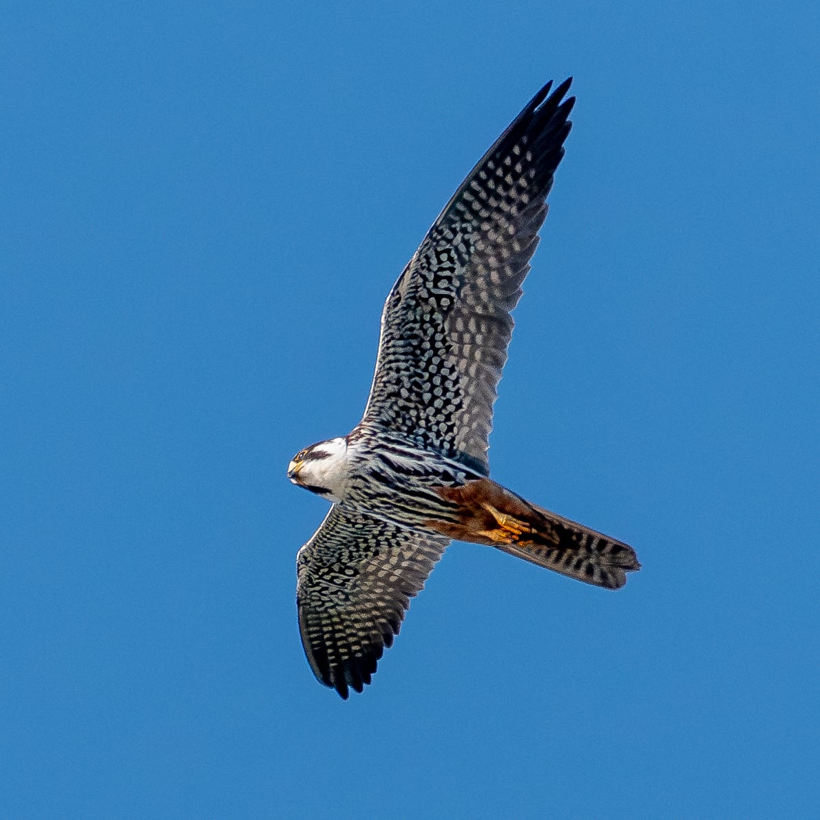 Eurasian Hobby
