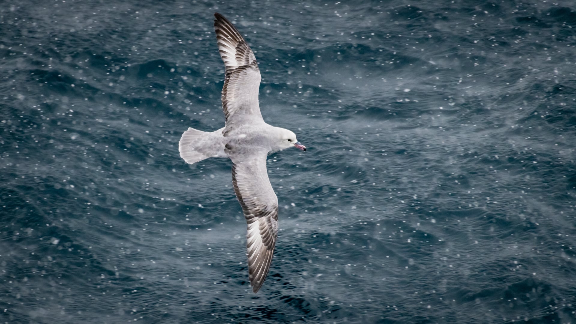 Southern fulmar in Antarctica