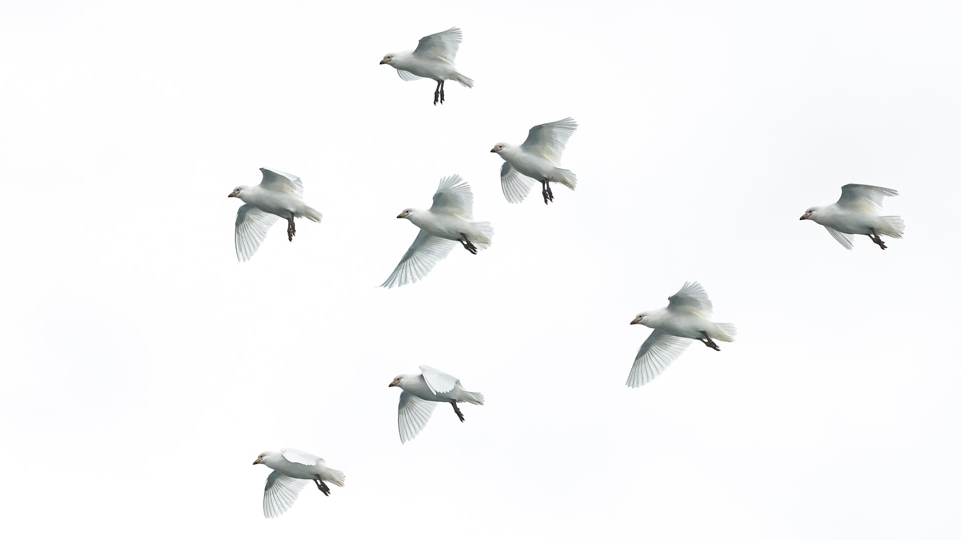 Snowy sheathbills in Antarctica