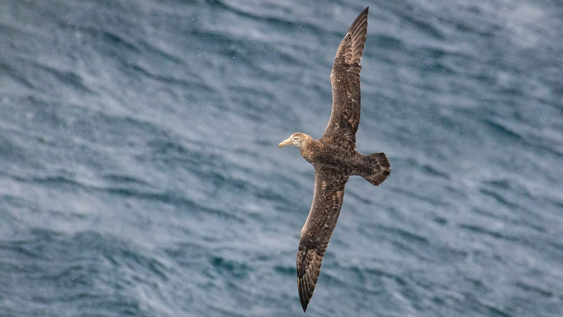 Northern giant petrel (Tierra Del Fuego, Chile)