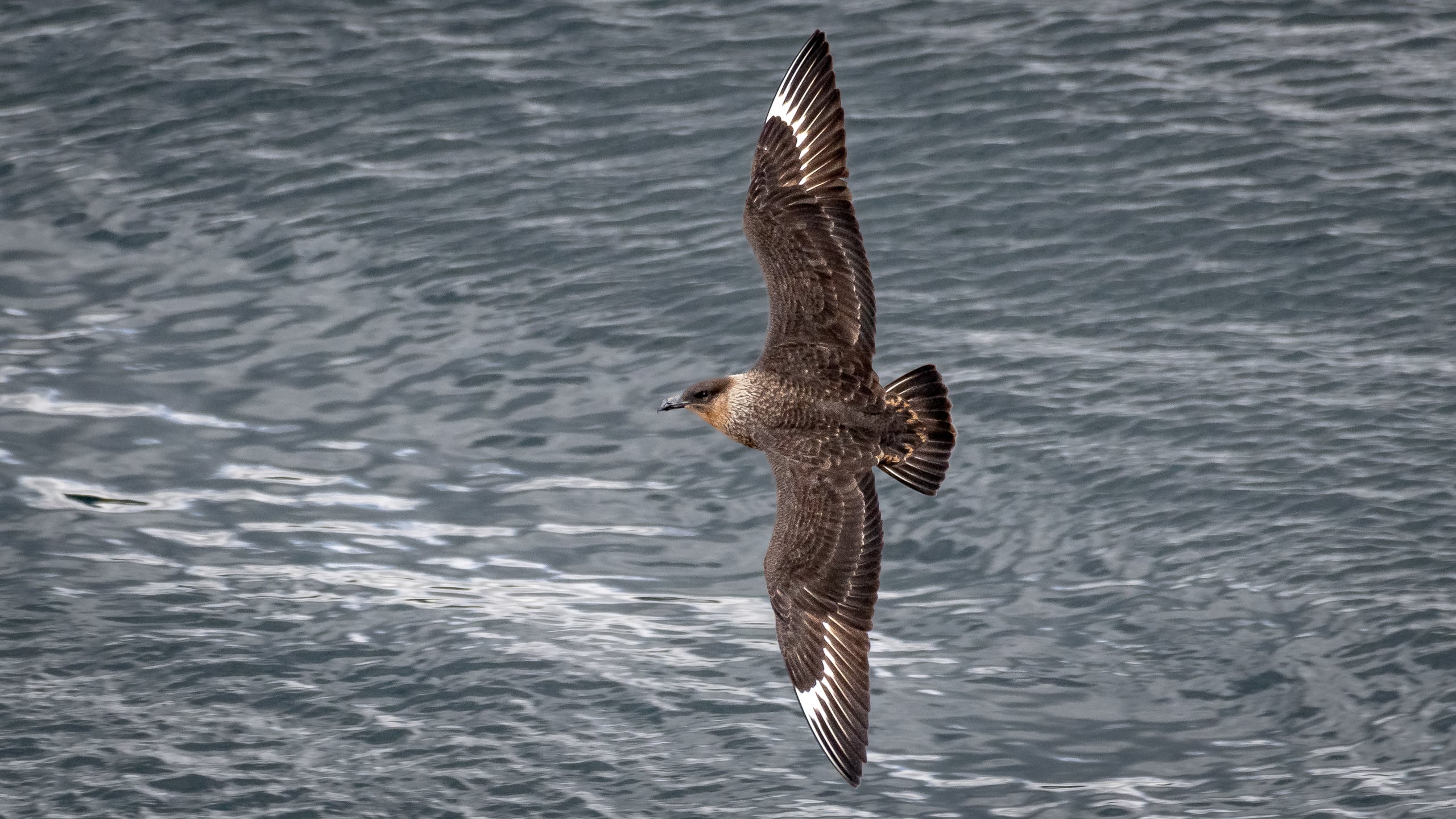 Skua (Tierra Del Fuego, Chile)