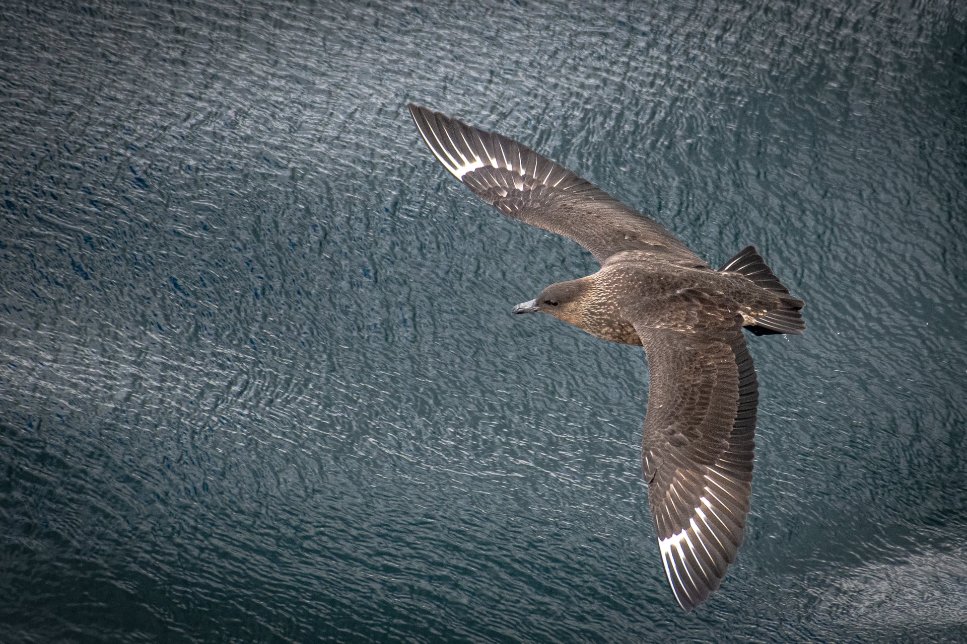 Skua (Tierra Del Fuego, Chile)