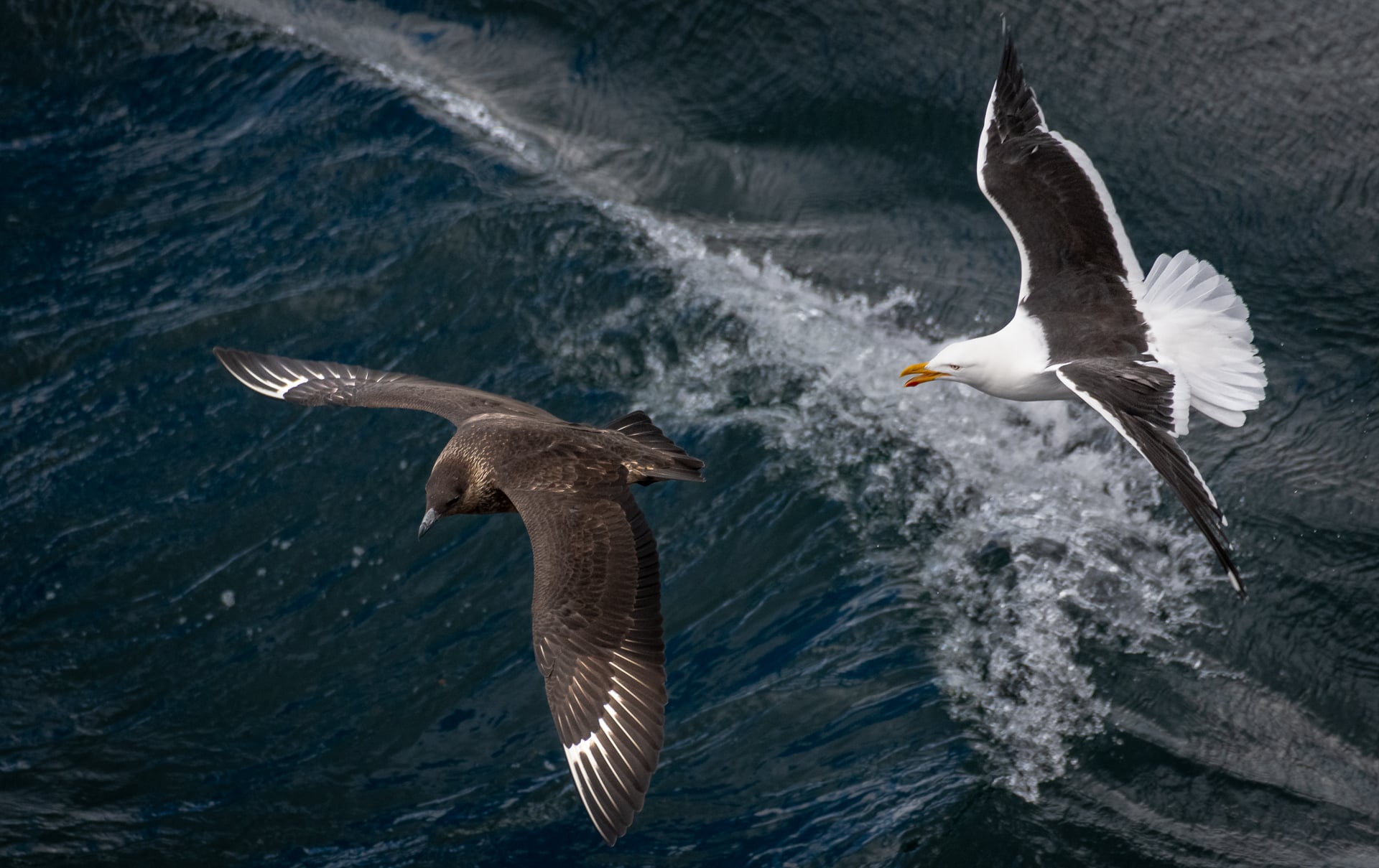 Skua and kelp gull (Tierra Del Fuego, Chile)