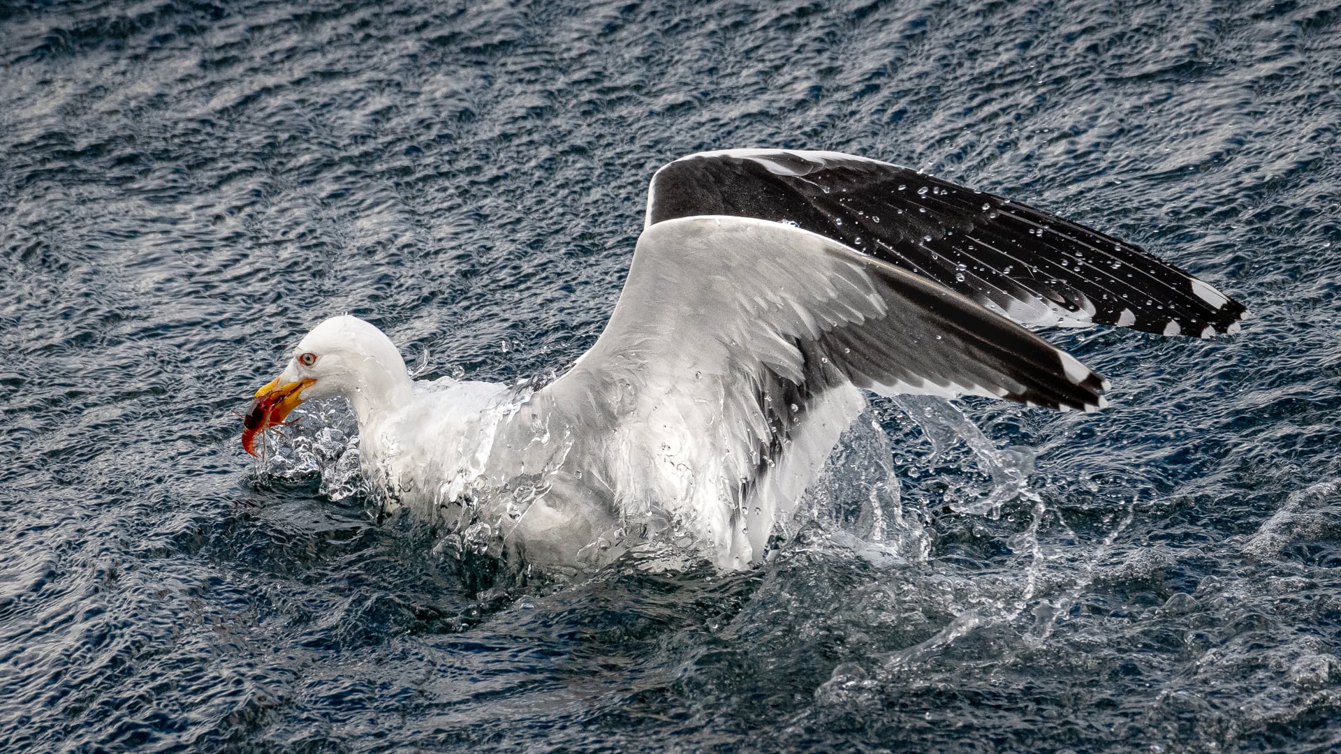Kelp gull (Tierra Del Fuego, Chile)