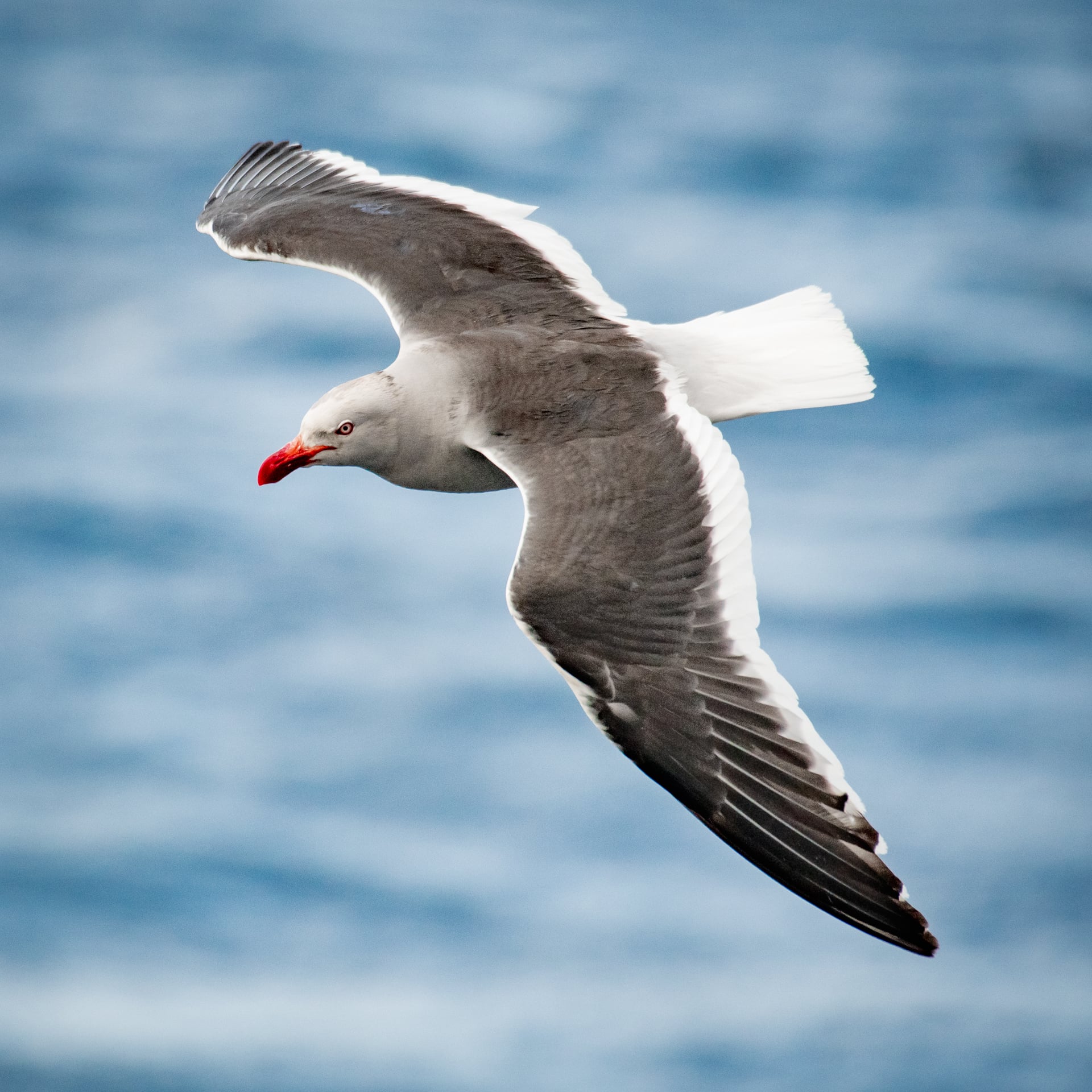 Dolphin gull (Tierra Del Fuego, Chile)