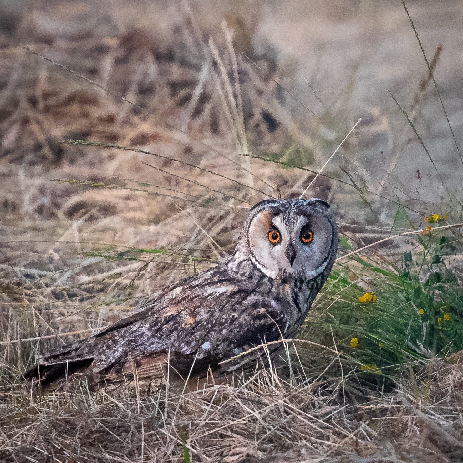 Long-eared Owl