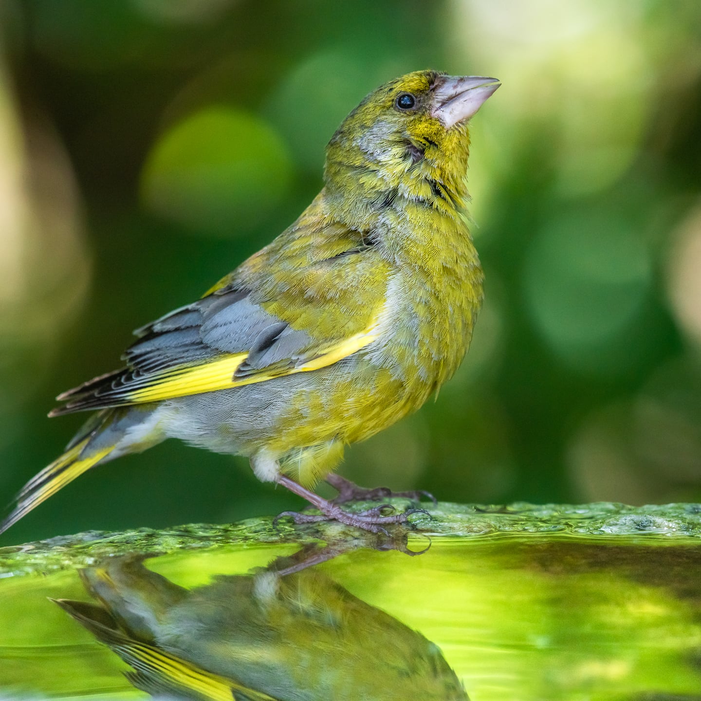 A stunning greenfinch.