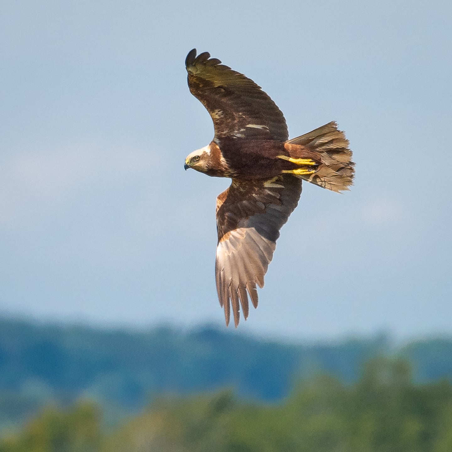A female marsh harrier.