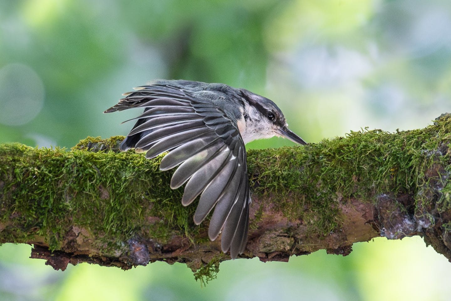 The Great Spotted Woodpecker is one of the more entertaining birds.