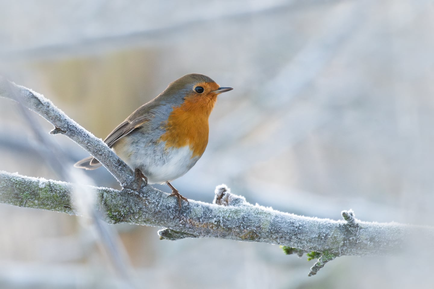 A cute European robin.