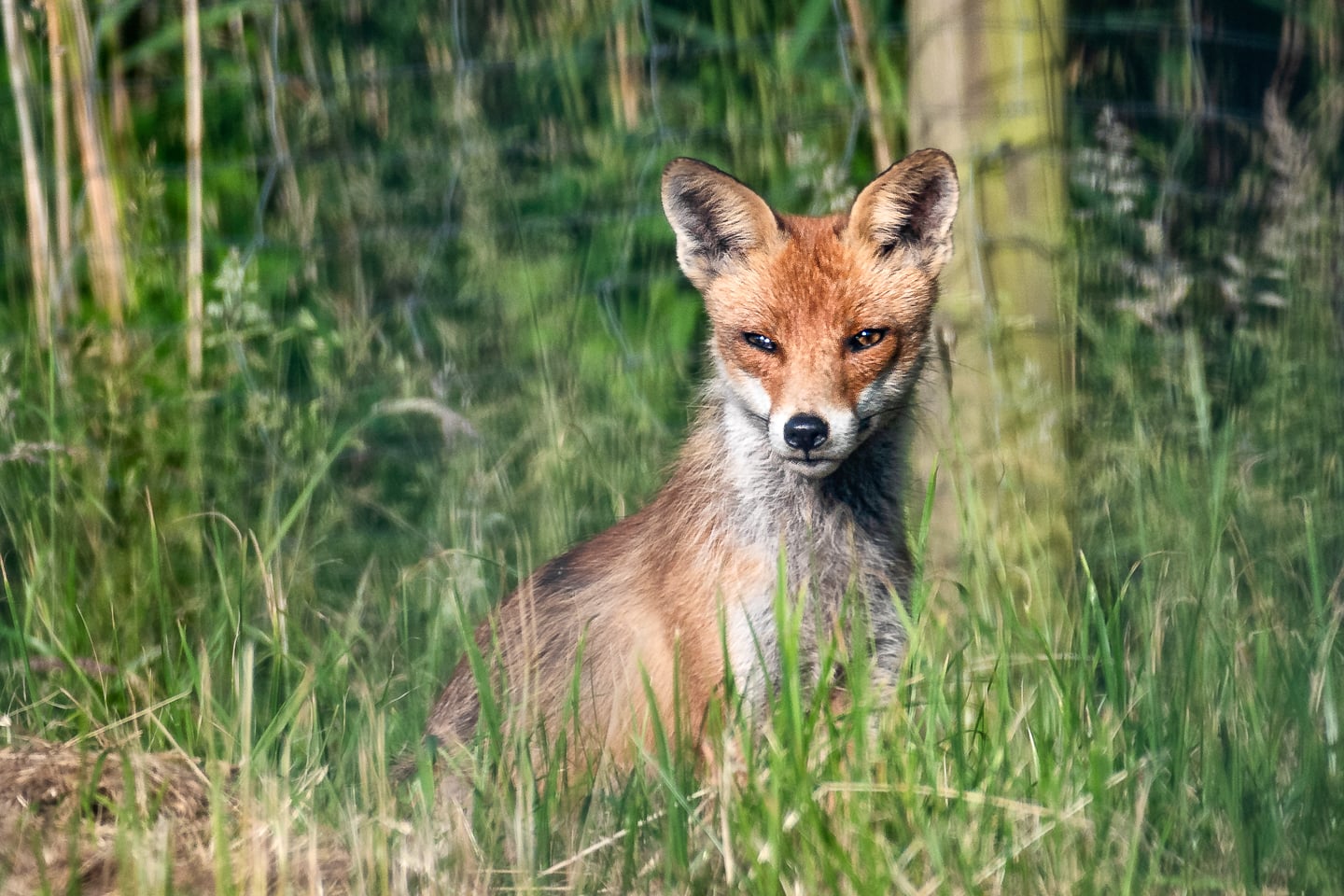 Every now and then this red fox spends a long time just observing my dogs.