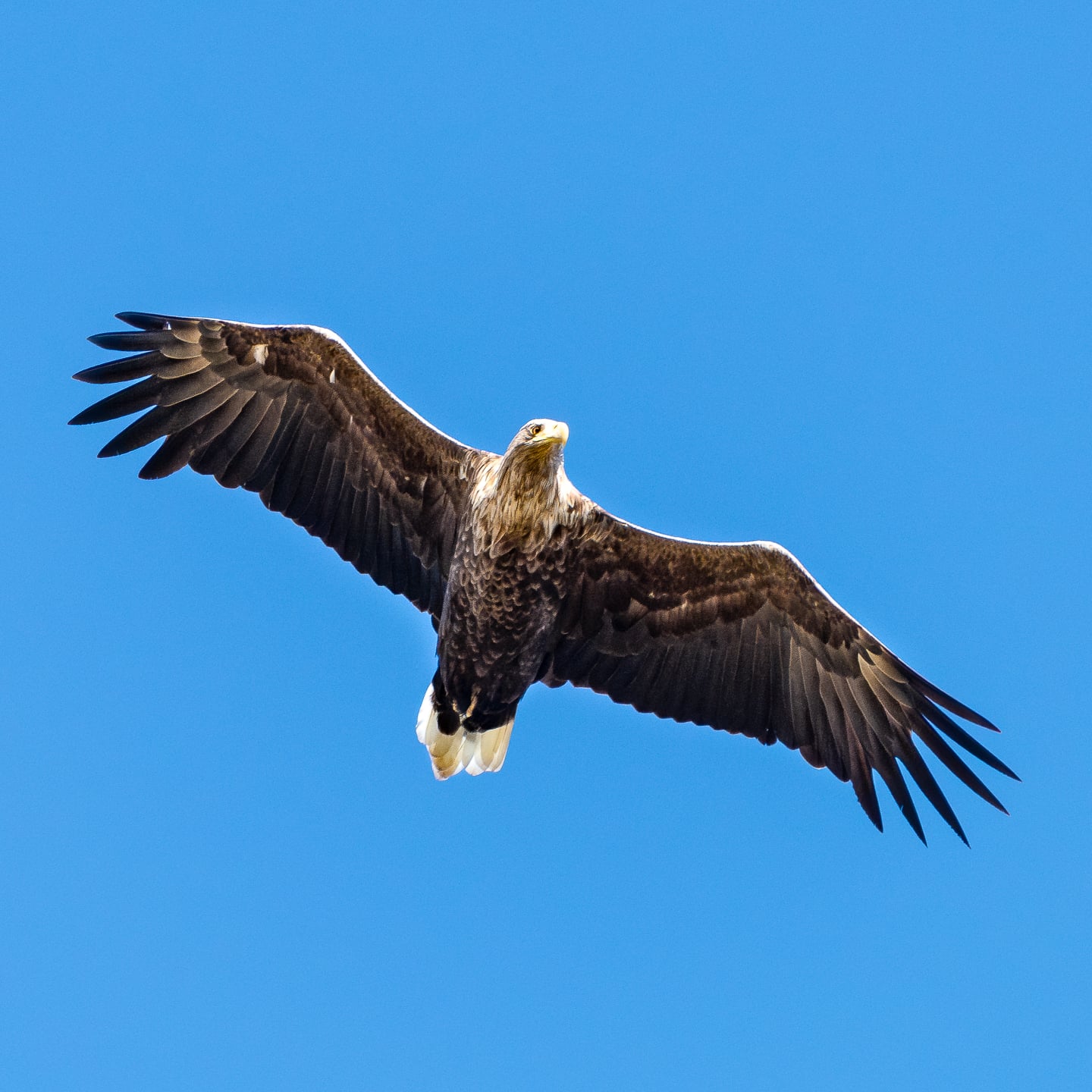 A majestic white-tailed eagle.