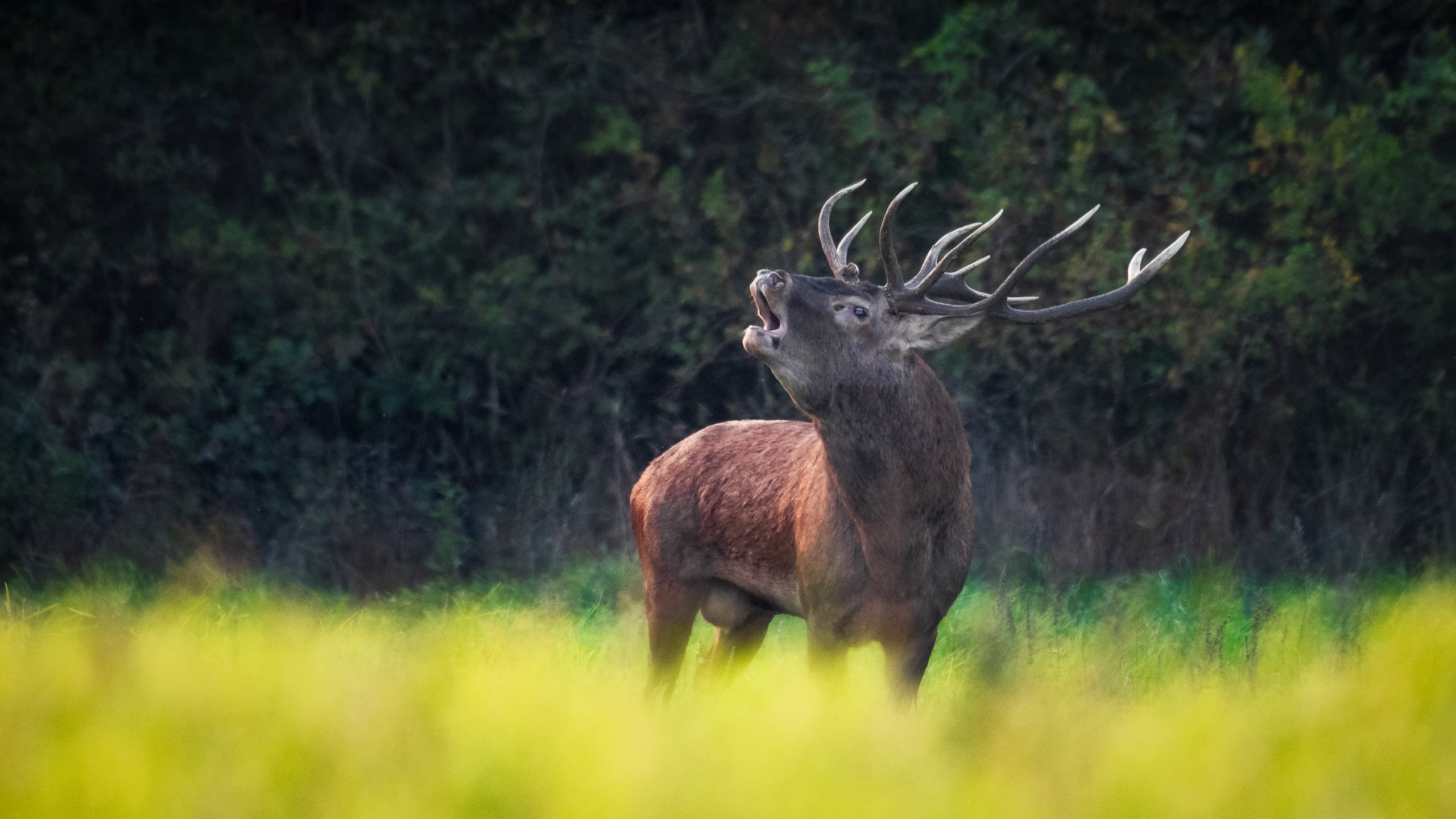 A red deer stag in rut. He lets the entire forest know (especially his rivals) that he's around.
