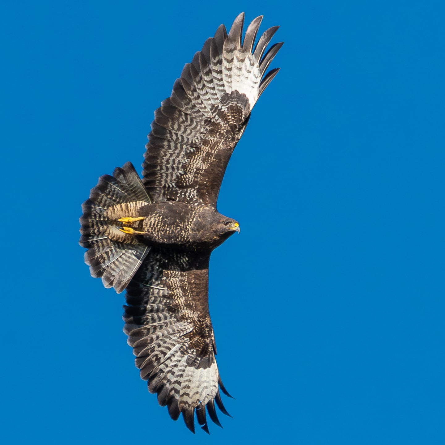A common buzzard.