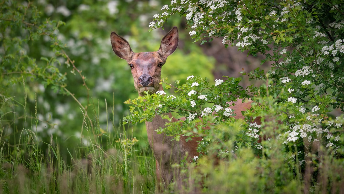 This curious hind stayed around for a while, I guess she thought I was some kind of weirdo.