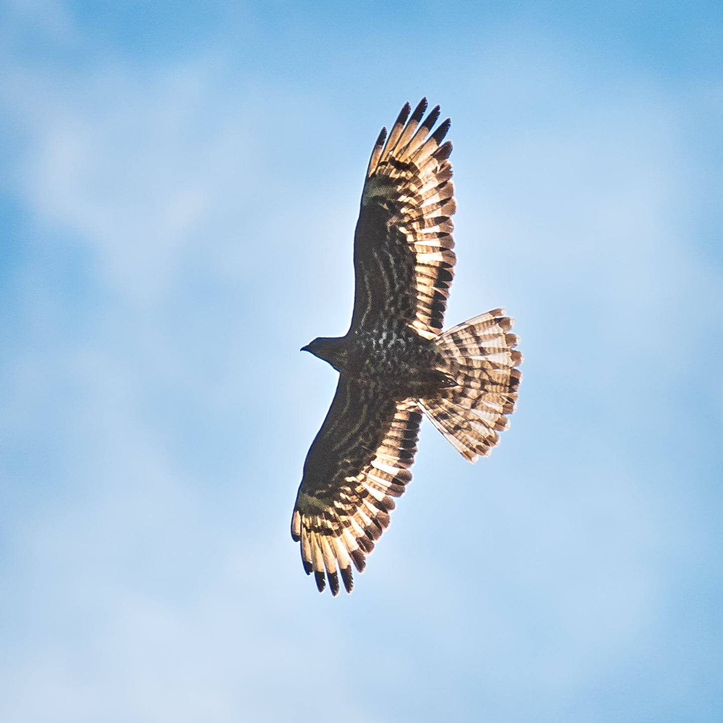 European Honey Buzzard.