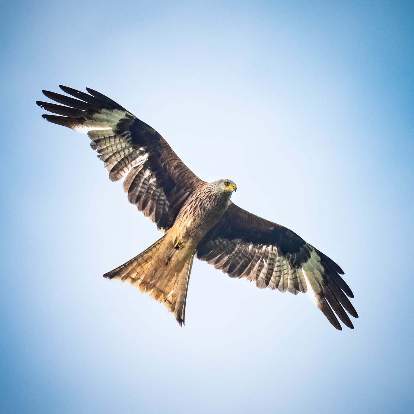 Probably one of the most striking birds of prey, the red kite.